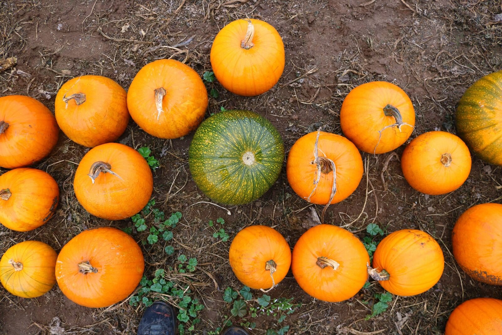 Many orange pumpkins on the ground during pumpkin picking