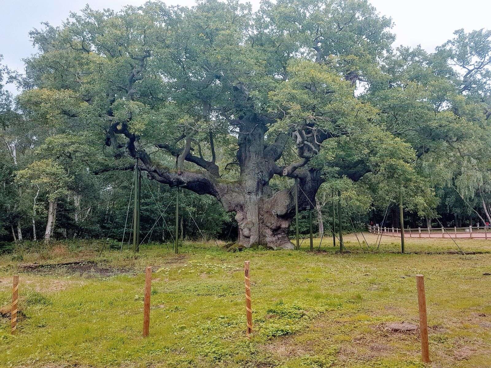 A large oak tree held up by wooden stakes in Nottingham Sherwood forest