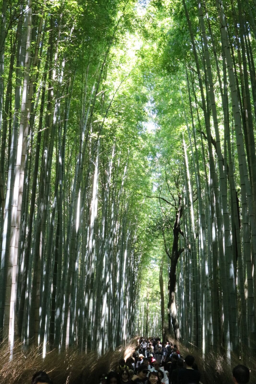 The rows of tall bamboo lining the path of the bamboo forest