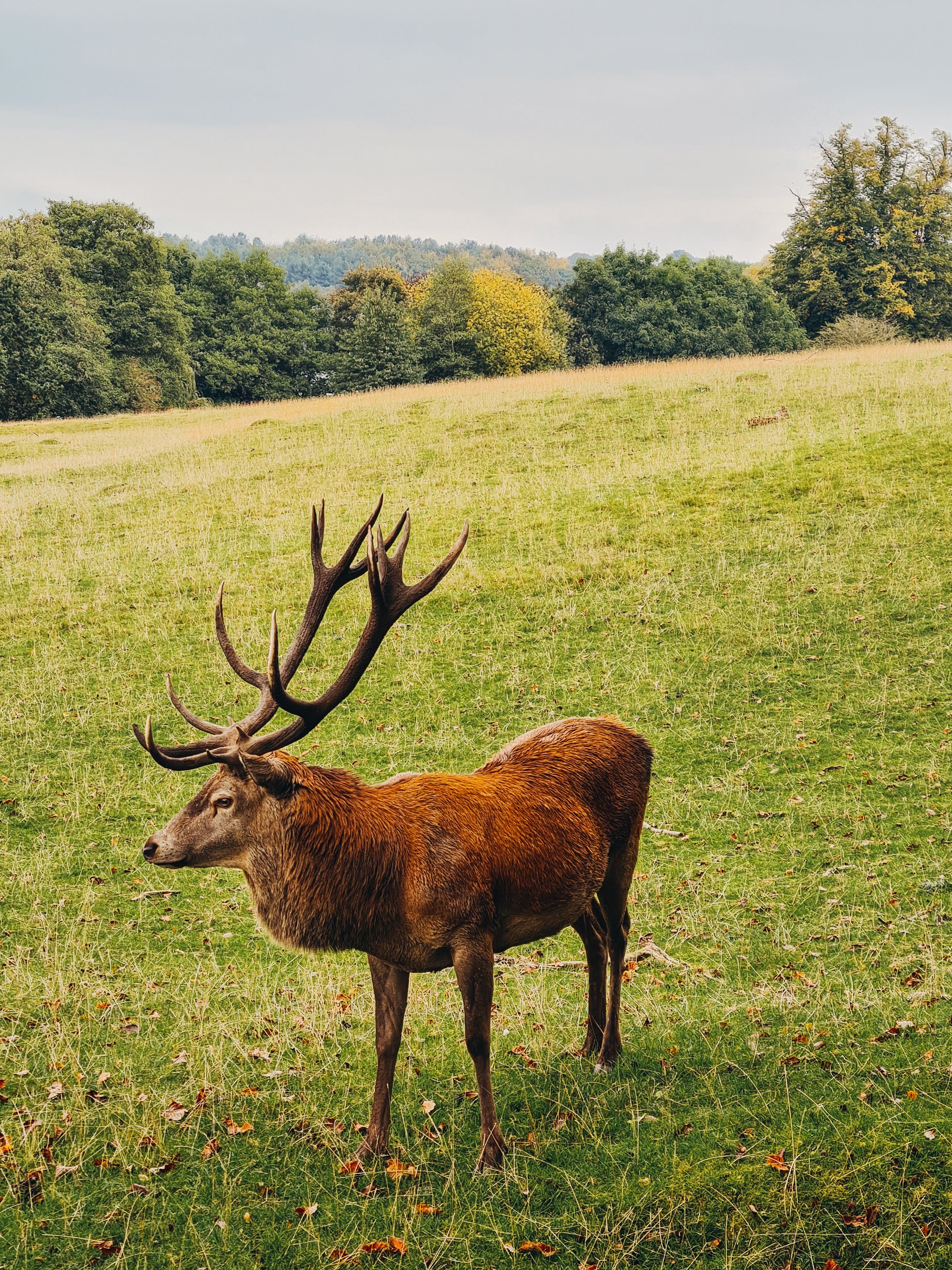  a stag with large antlers 