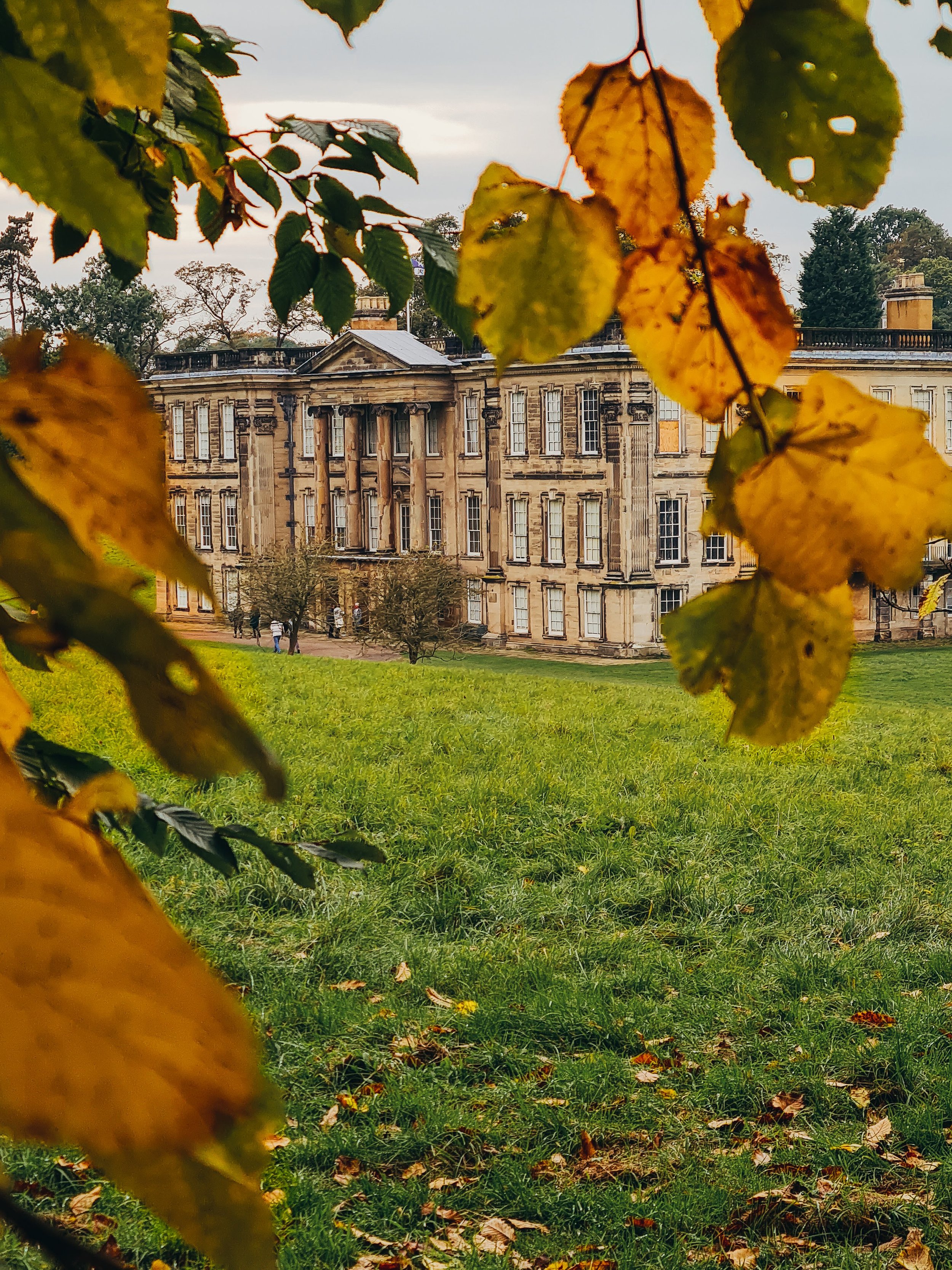  a stately home partially obscured by yellow leaves on a tree 