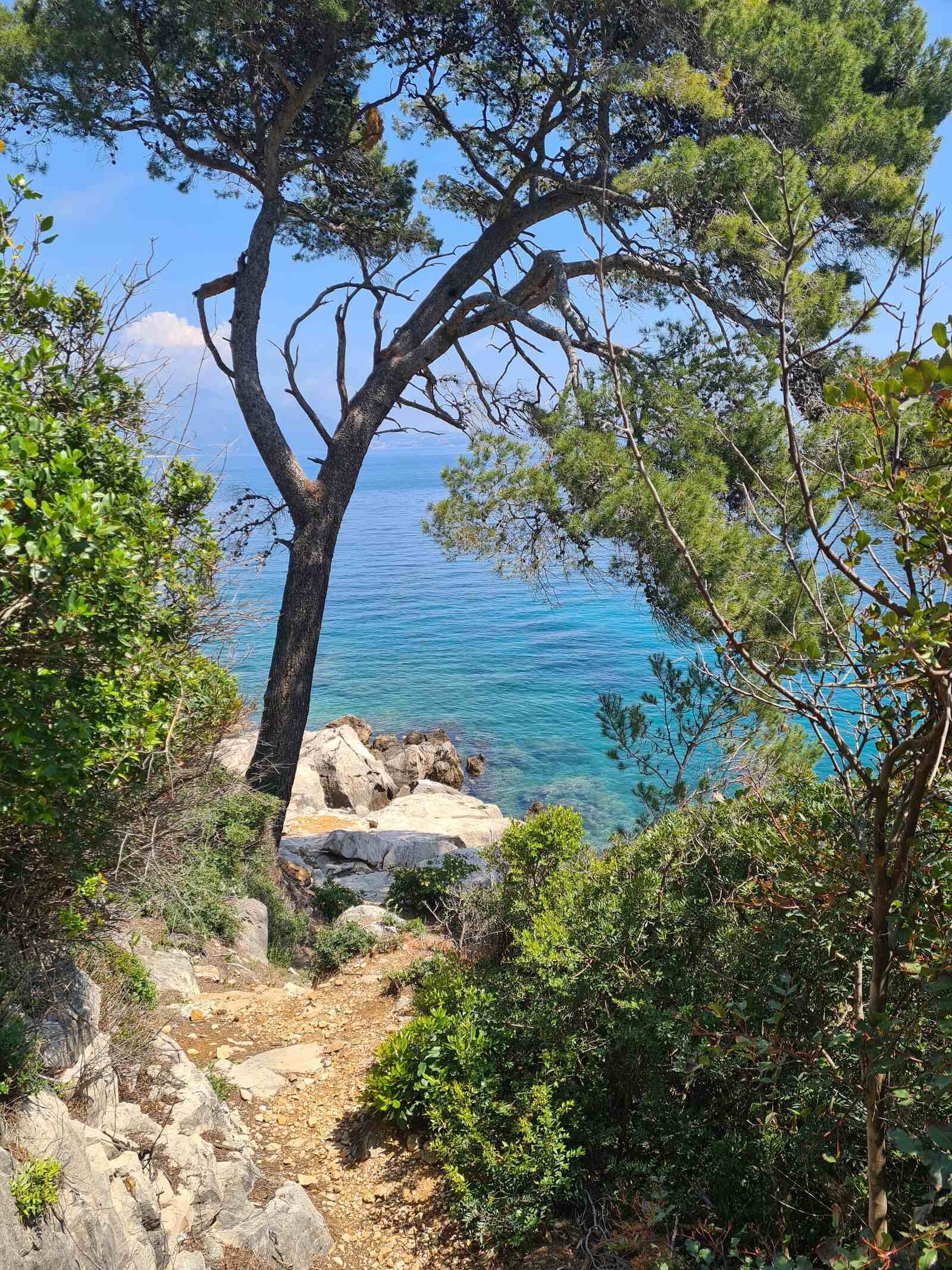 a small rocky beach between the trees with turquoise blue sea