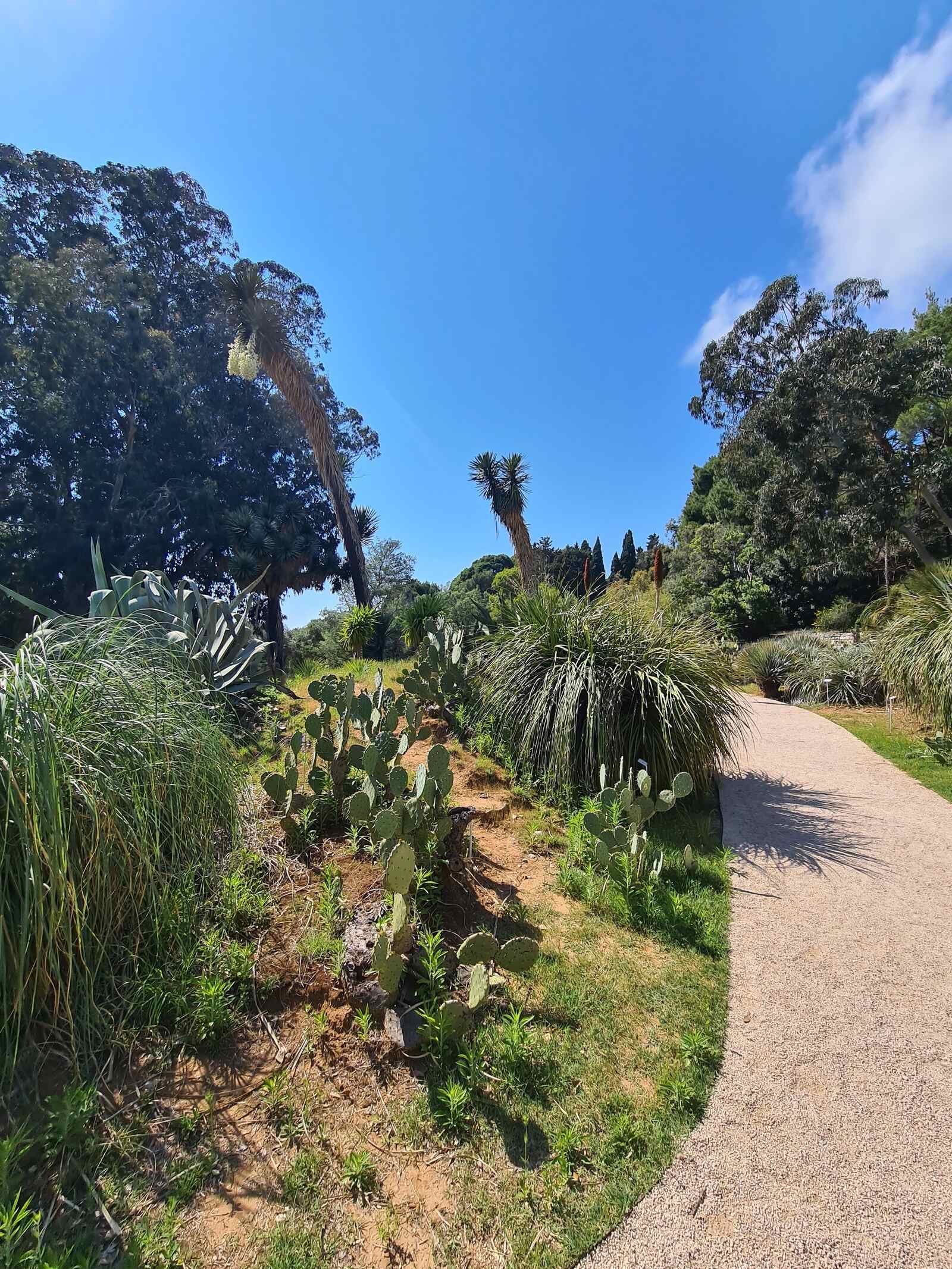 lokrum island botanical gardens