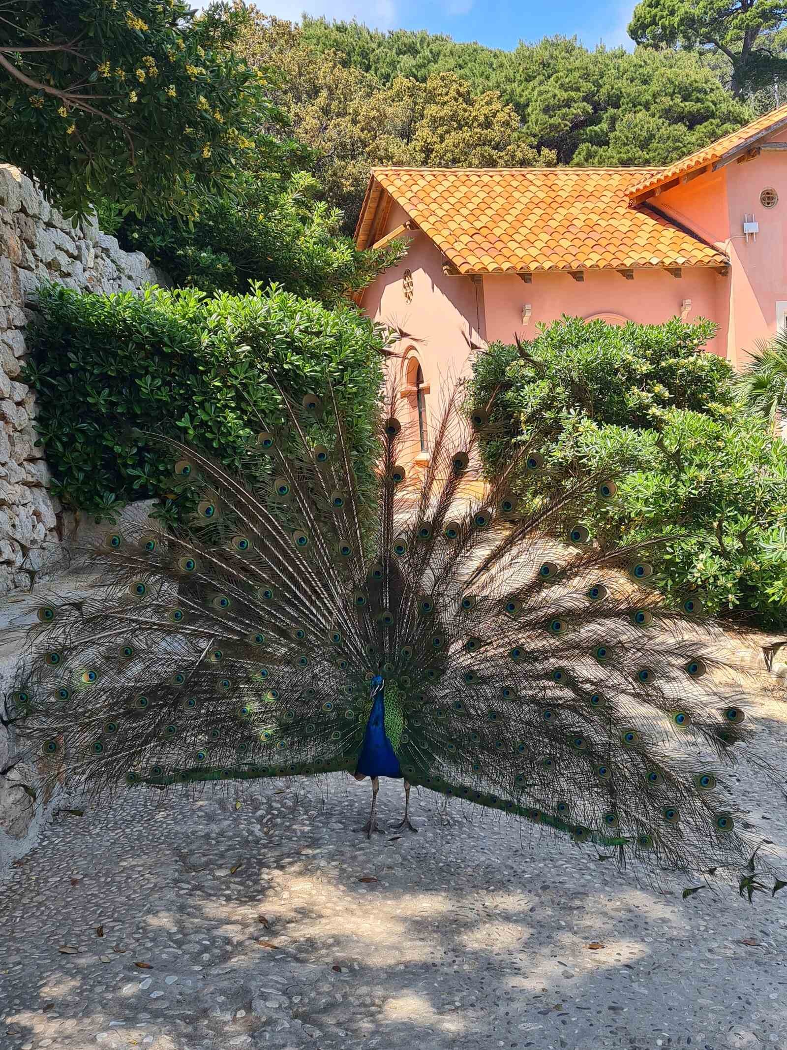 a peacock with is plume out on Lokrum Island Croatia