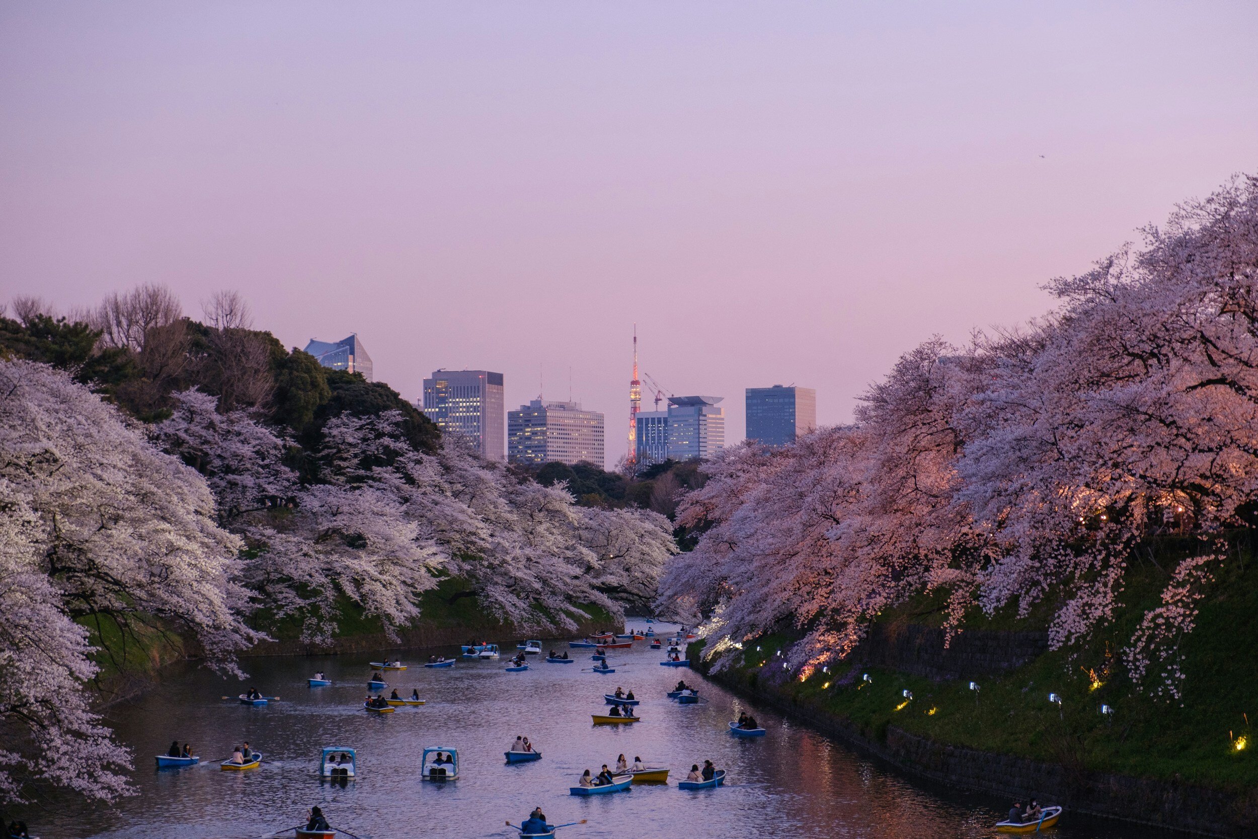 a lake surrounded by blossom trees with boats on the lake, sky is pink at dusk