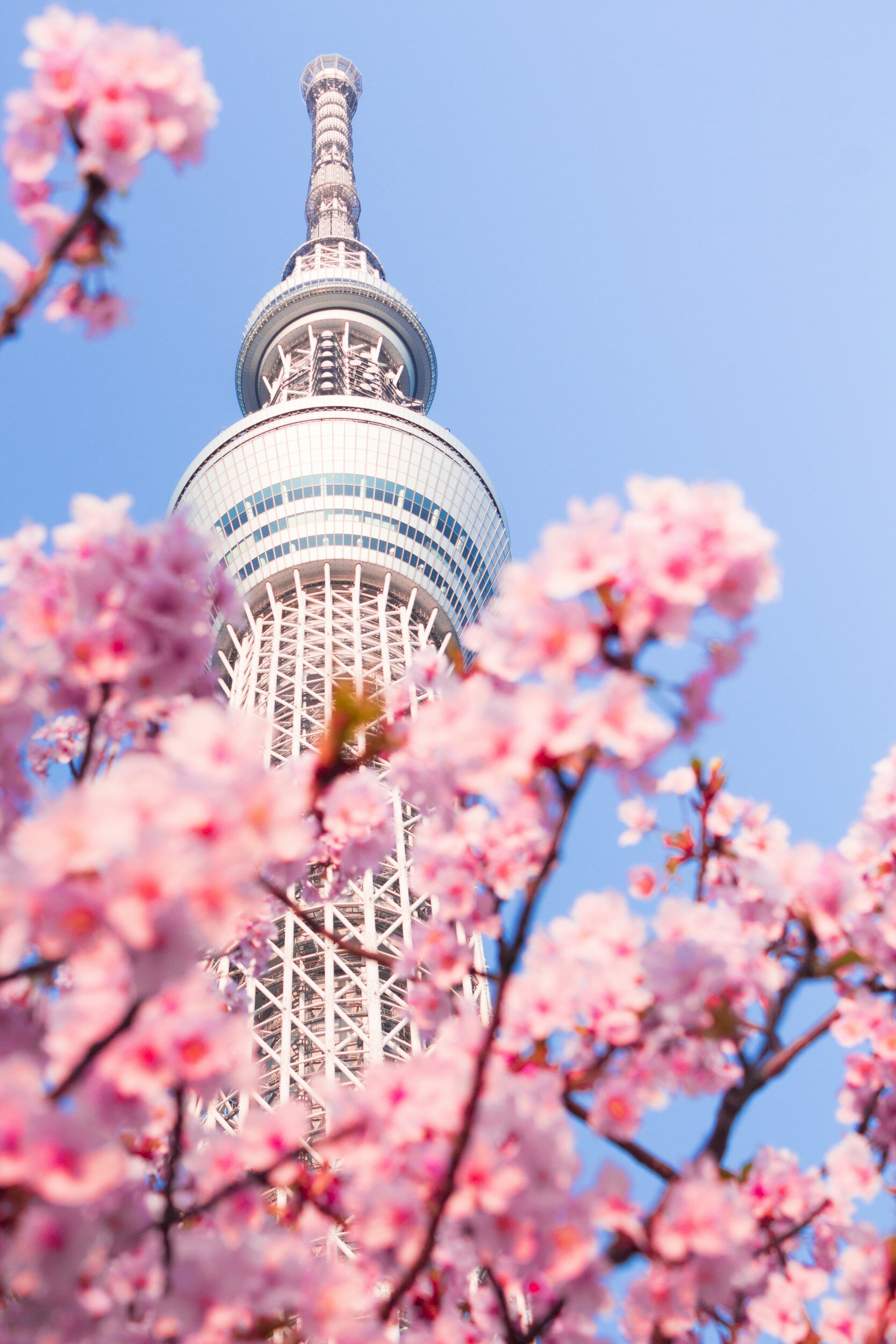 metal tower of tokyo skytree partially obscured by pink cherry blossom
