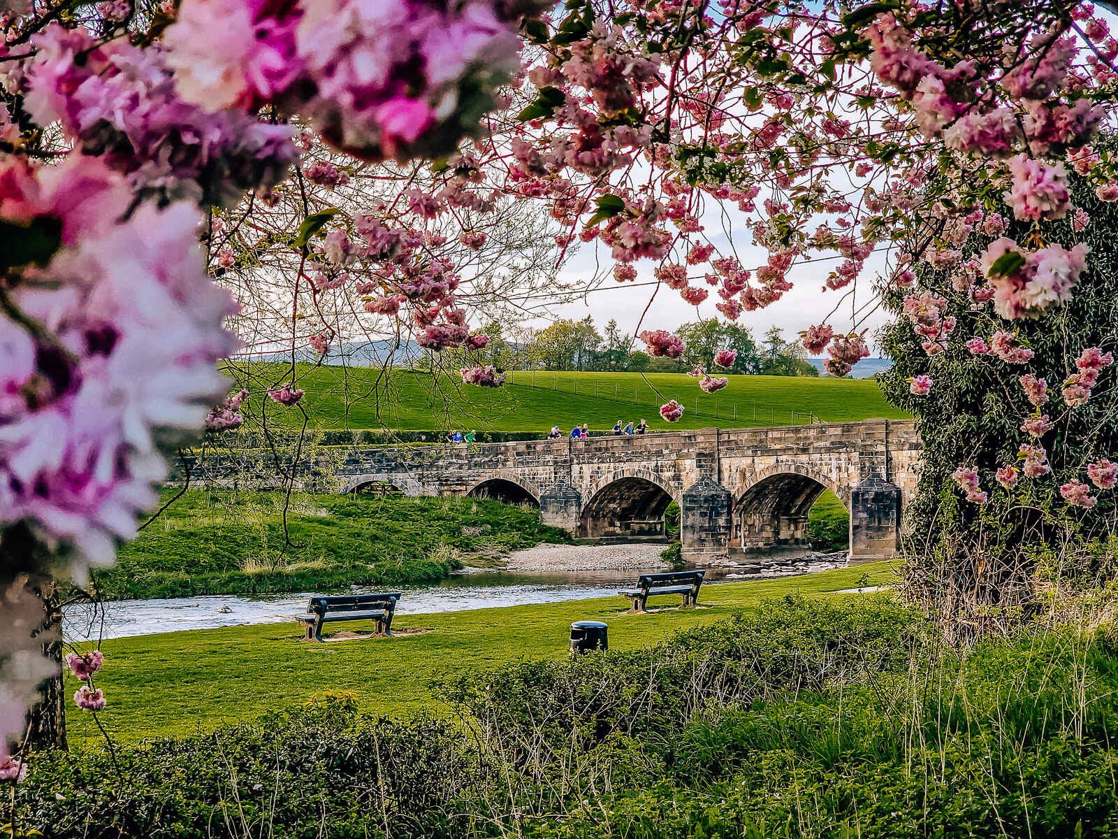 a stone bridge framed with blossom in Clitheroe, Forest of Bowland