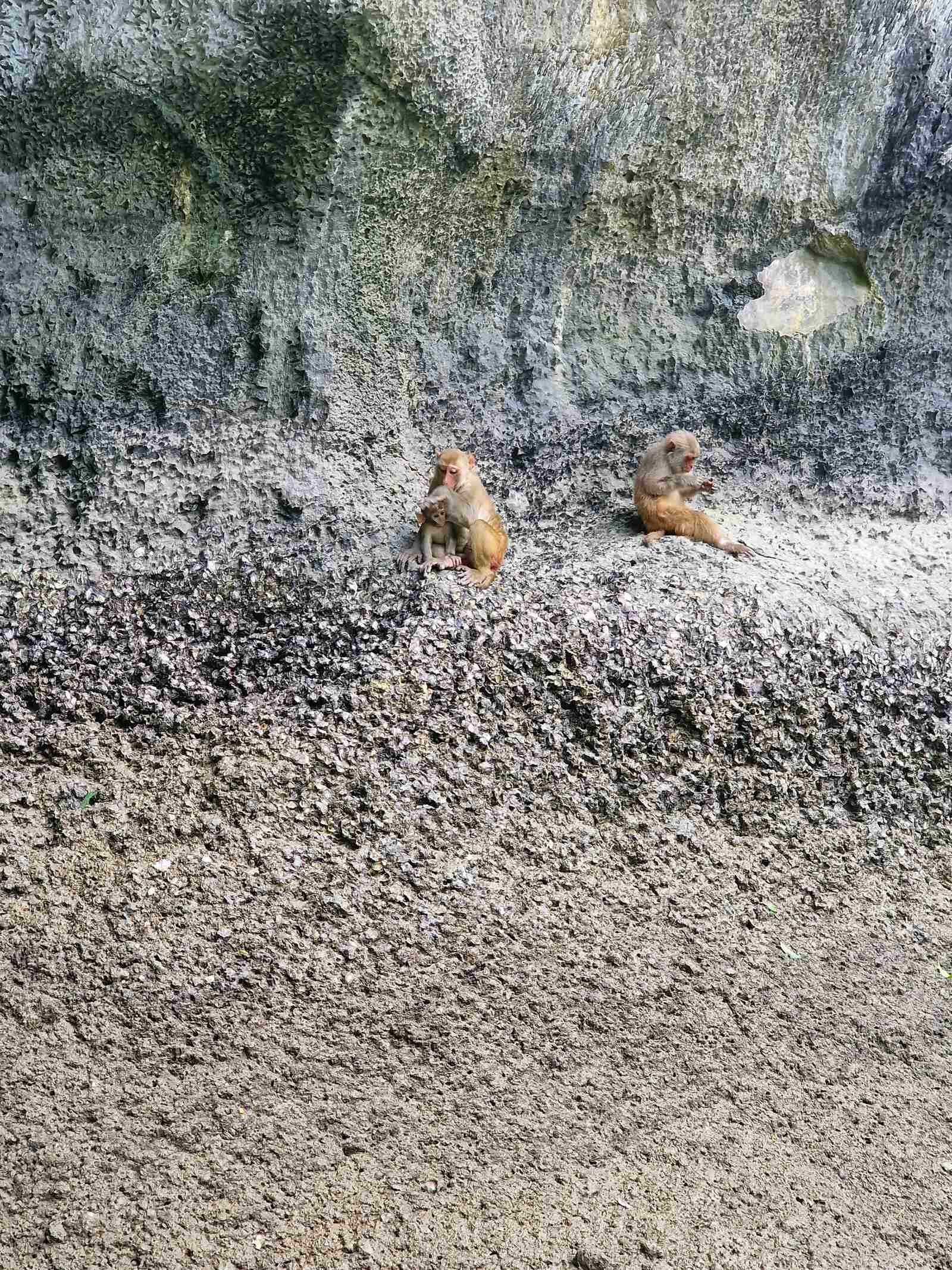 monkeys sitting on a rock