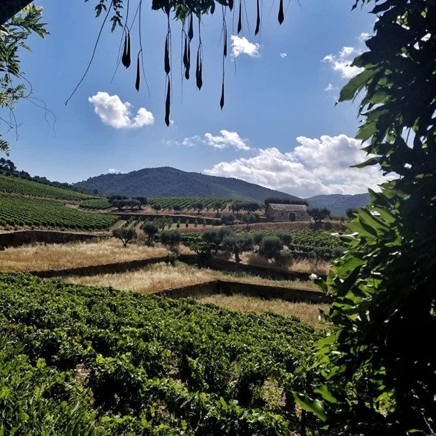 Views of vineyards through the trees