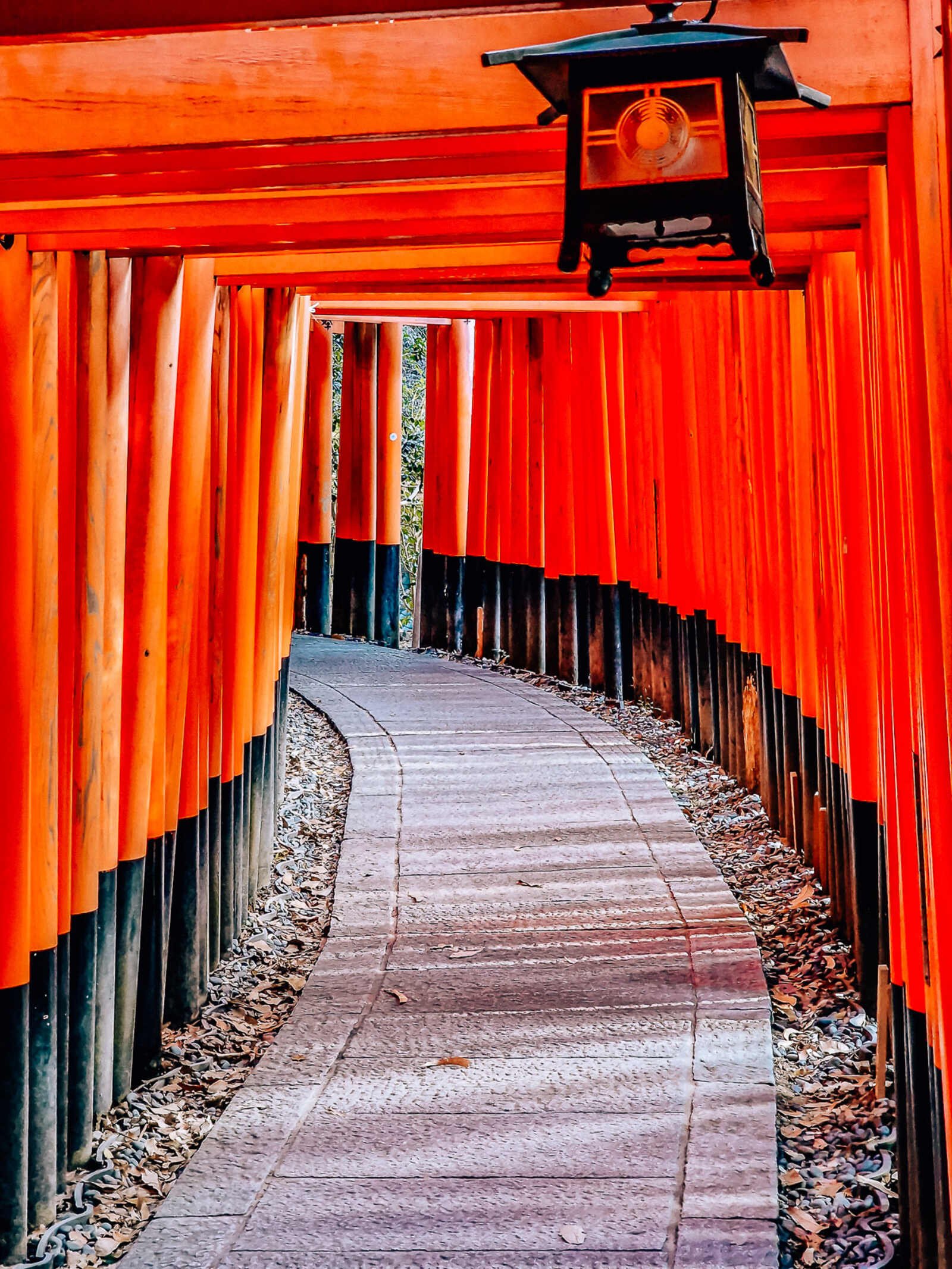 a curved pathway covered in orange arches - Japanese torii gates at the Fushimi Inari shrine in Kyoto