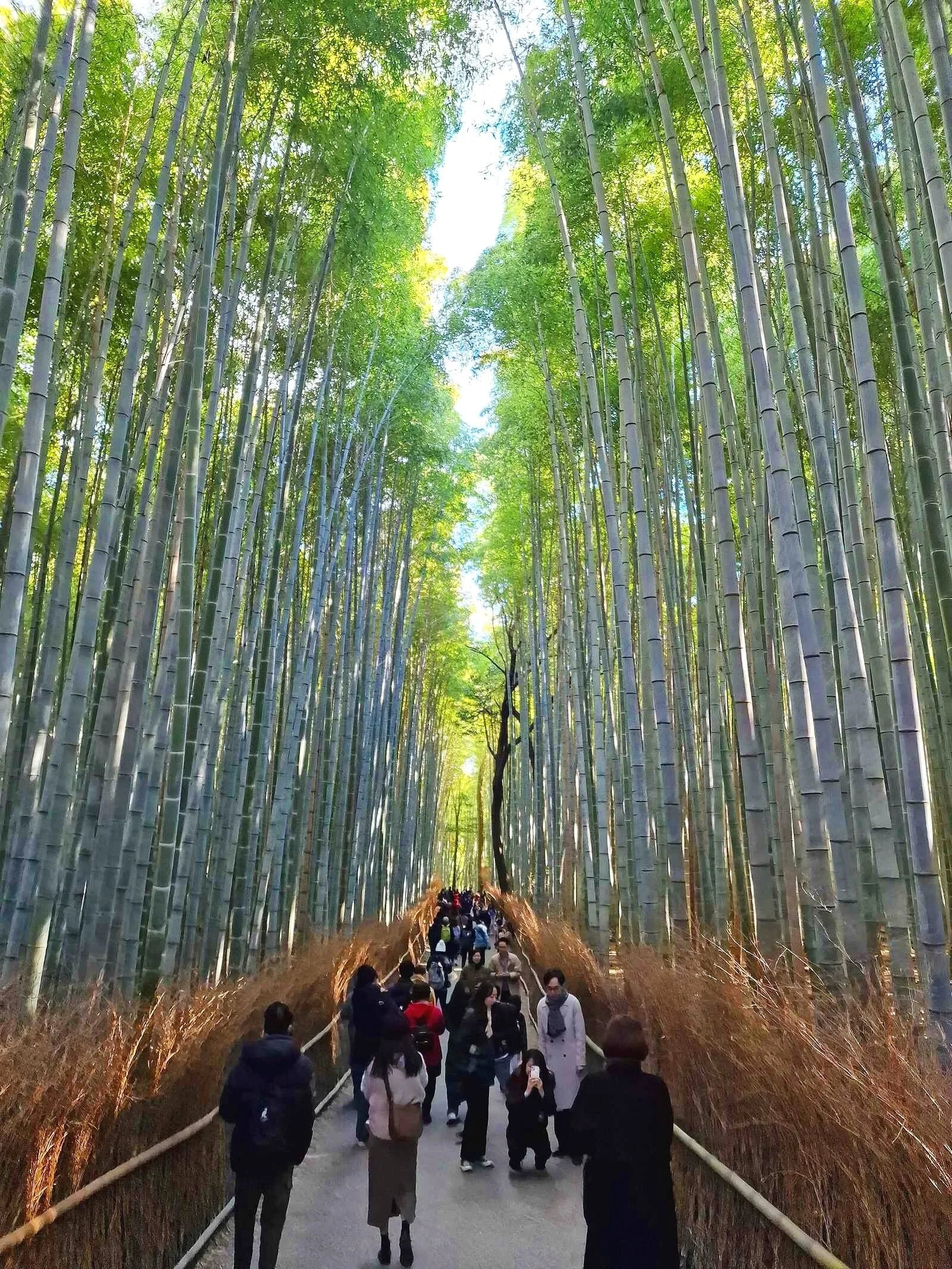 How To Get To Arashiyama Bamboo Forest And Where Is The Alternative 