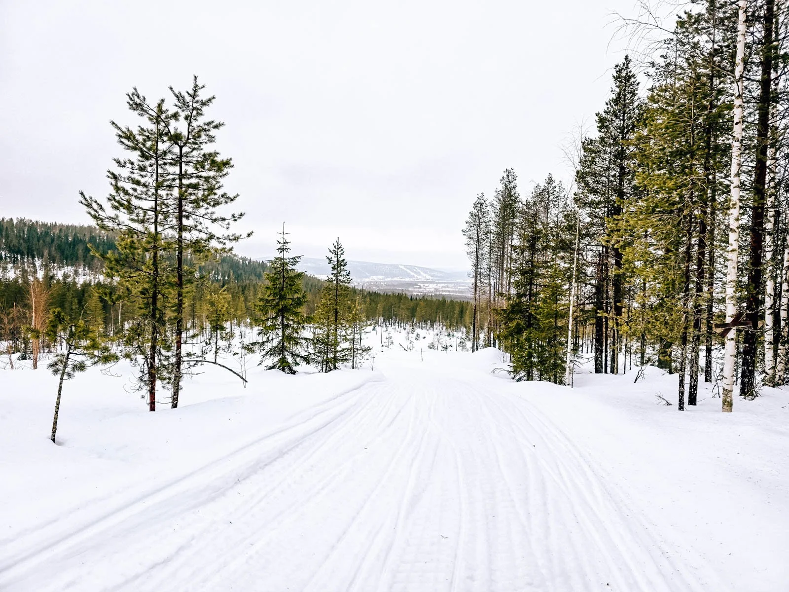 A wide snow covered trail with green pine trees on each side of the trail