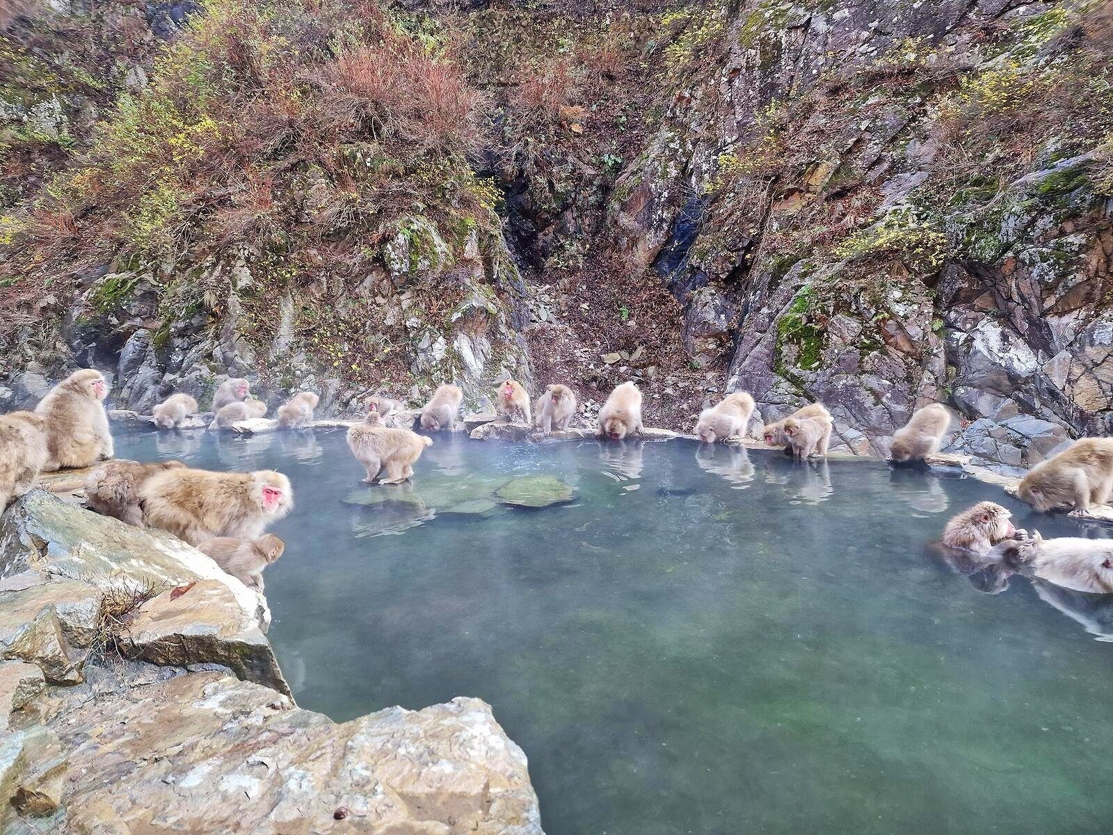 a hot spring pool surrounded by rocks with dozens of fluffy Japanese snow monkeys sitting on the rocks or in the pool. Steam rising off the water