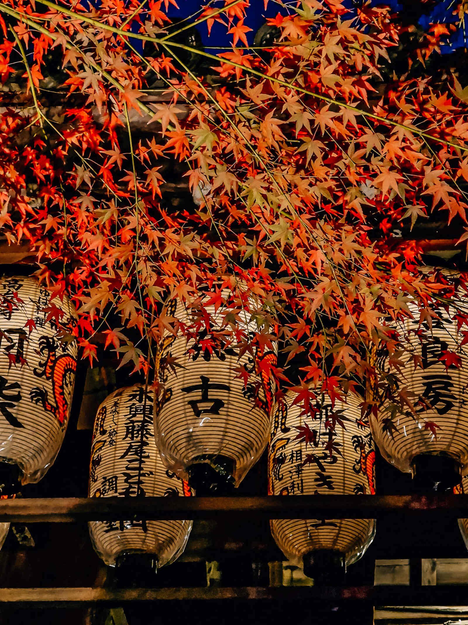 white Japanese lanterns partially obscured by red autumn leaves