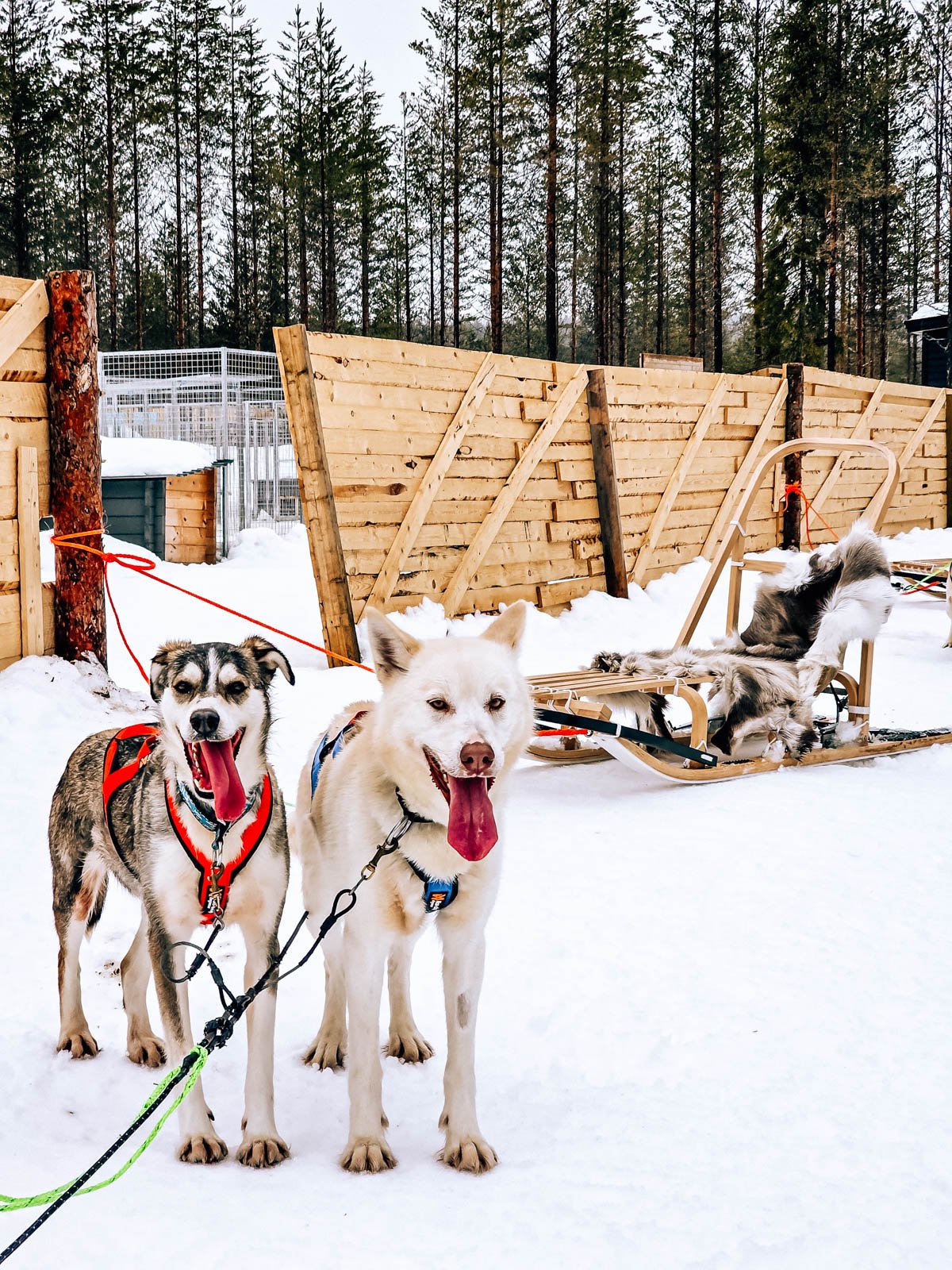 Two huskies standing together on the snow with a wooden sled behind them and a large wooden fence in the background