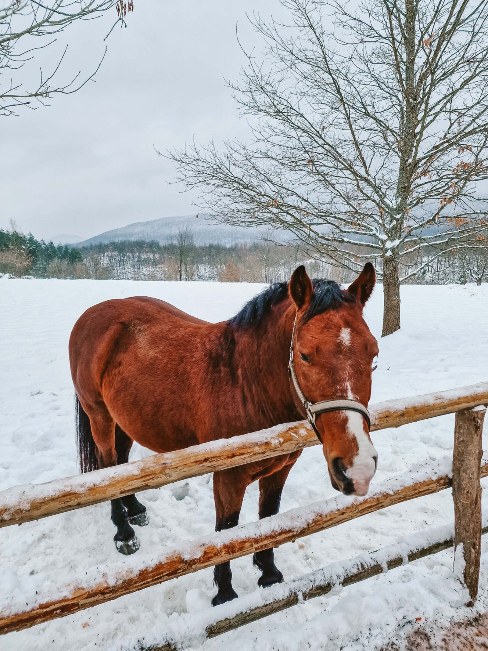 Brown horse standing in the snow looking over a wooden fence