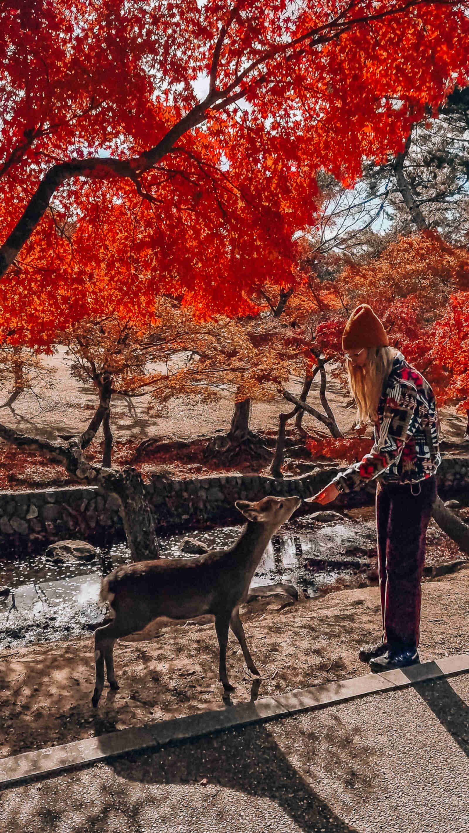 Helena feeding a deer at nara, red autumn leaves and a river next to them