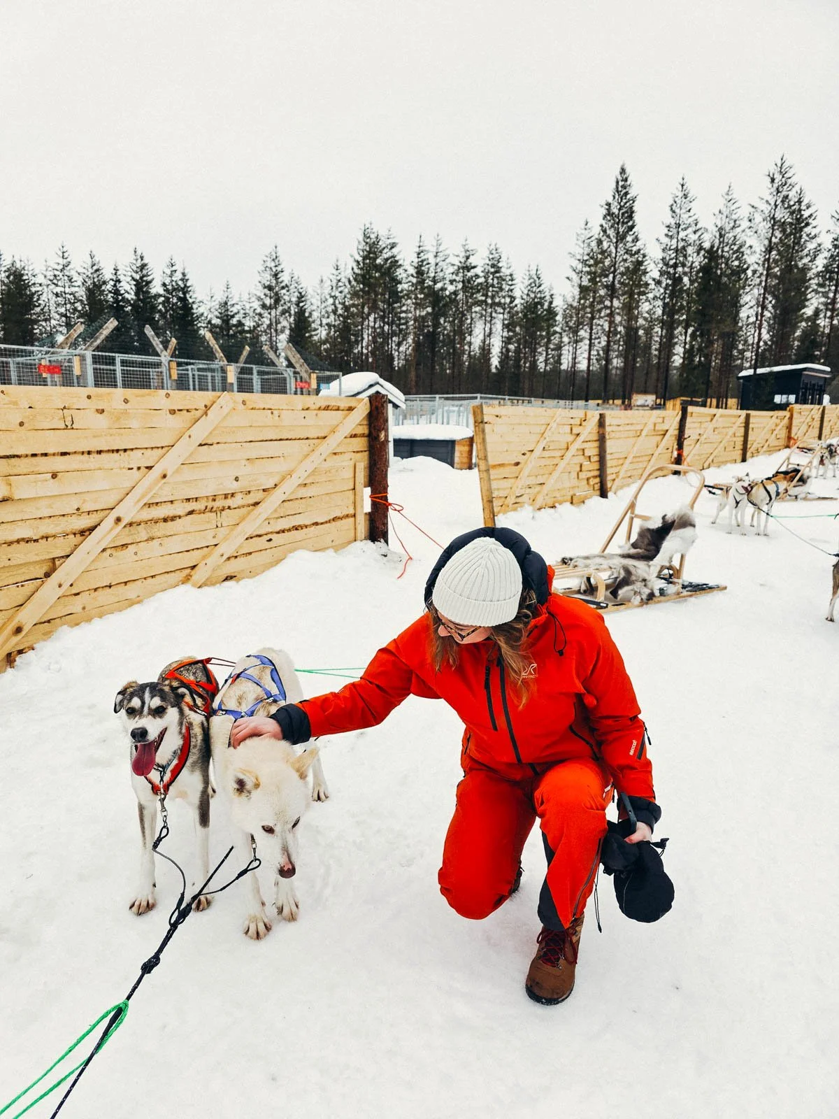 Helena in red kneeling down and petting two huskies with sleds and a wooden fence in the background - husky sledding is one of the best things to do in Aavasaksa