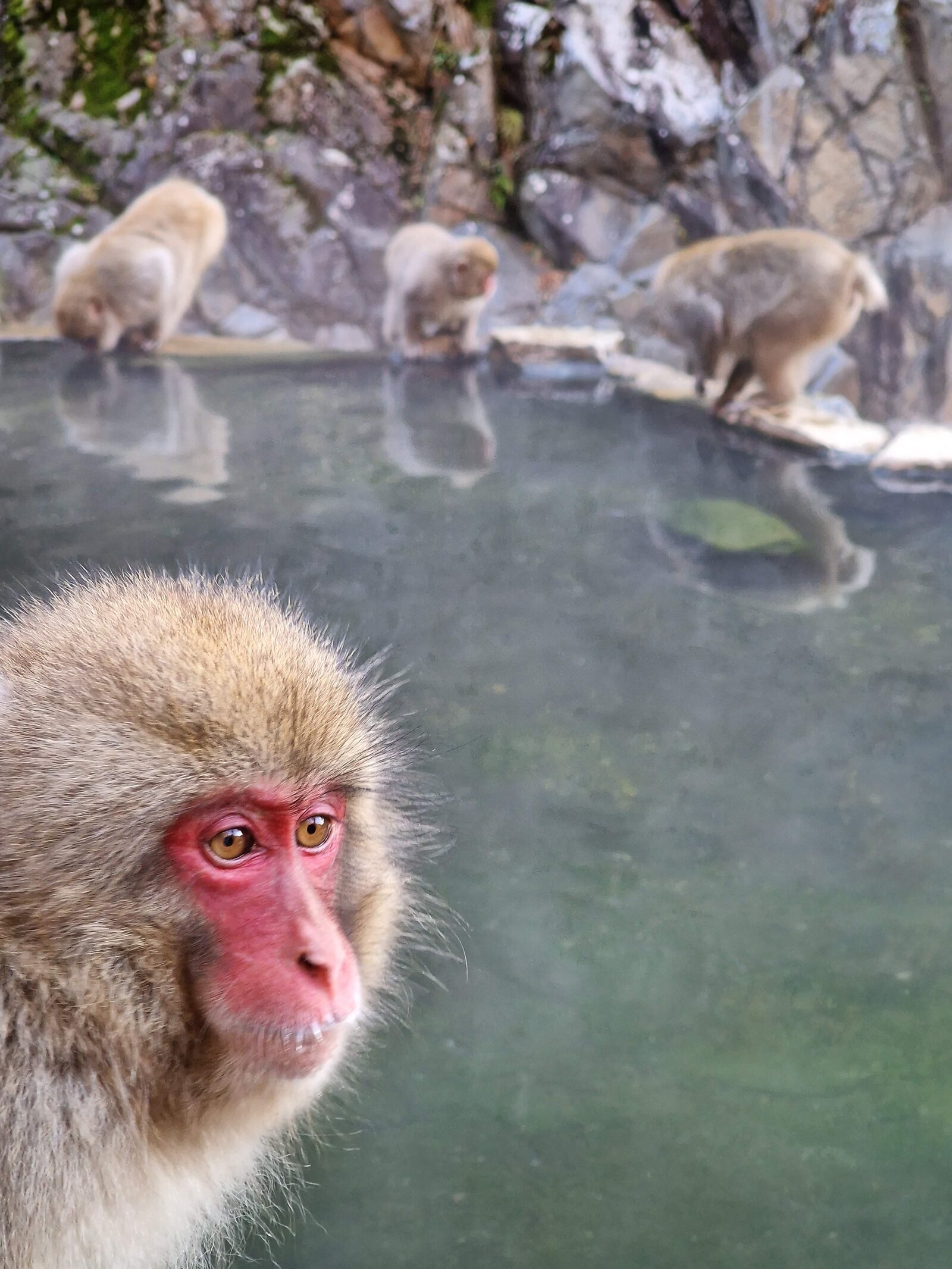 close up of a fluffy Japanese snow monkey with a red face