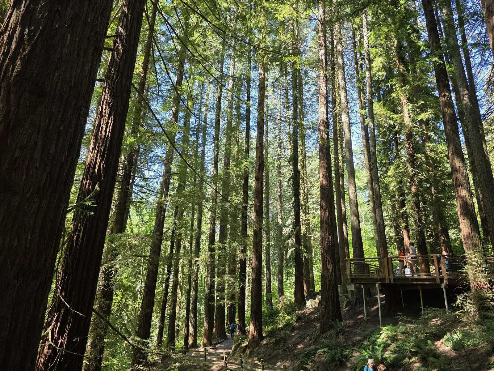 Many tall redwood trees in a forest with sun shining through them. On the right is a wooden viewing platform with two people just visible looking at the trees