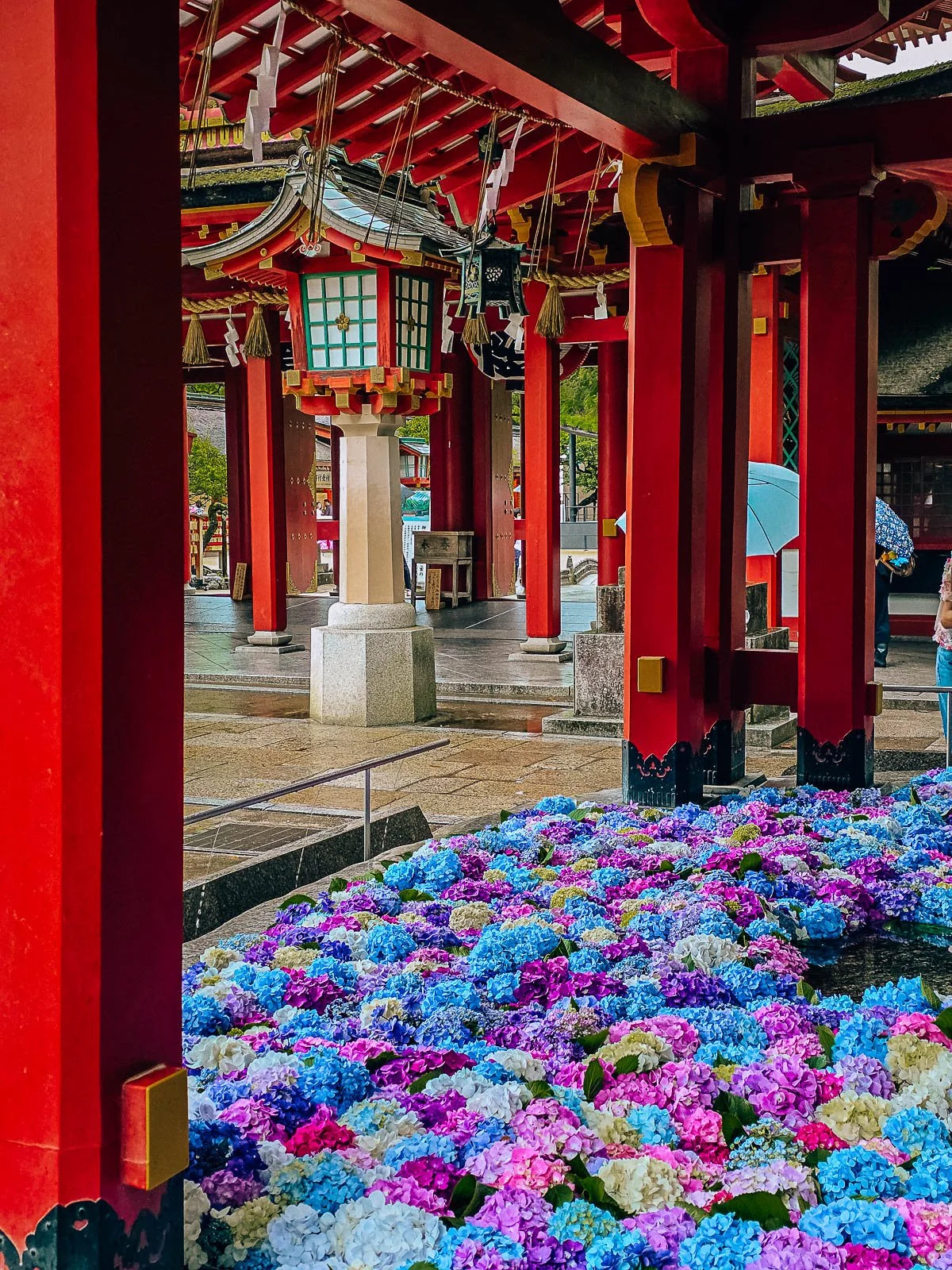 many purple, pink and blue hydrangeas floating in water under a red temple at a shrine in Kyushu Japan, other temple buildings are visible in the background