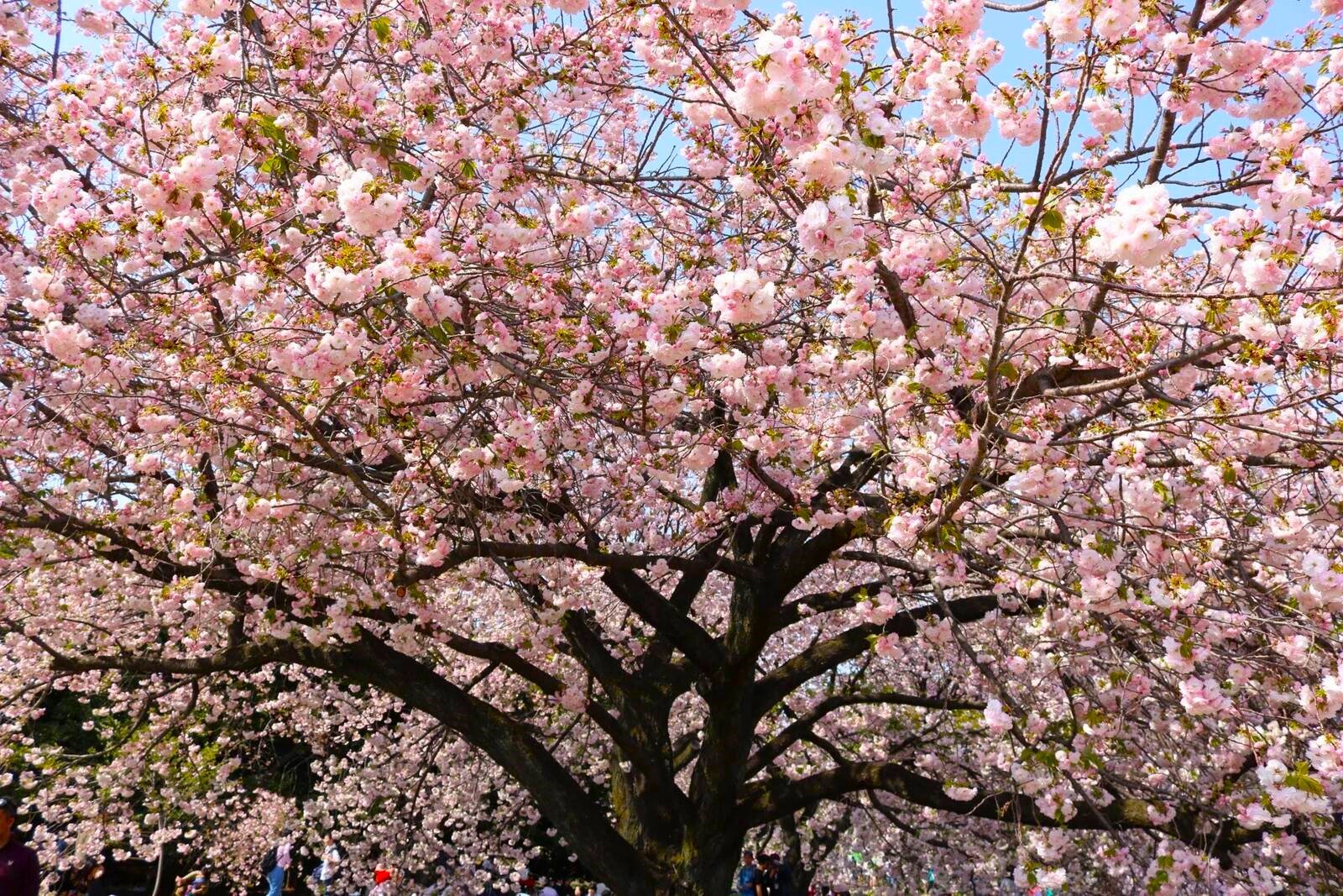 a tree covered in pink cherry blossom