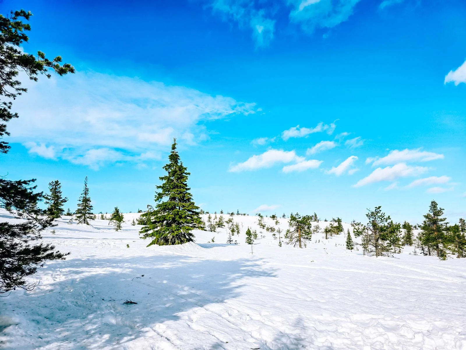 A snowy landscape during sunny day with green pine trees and bright blue sky