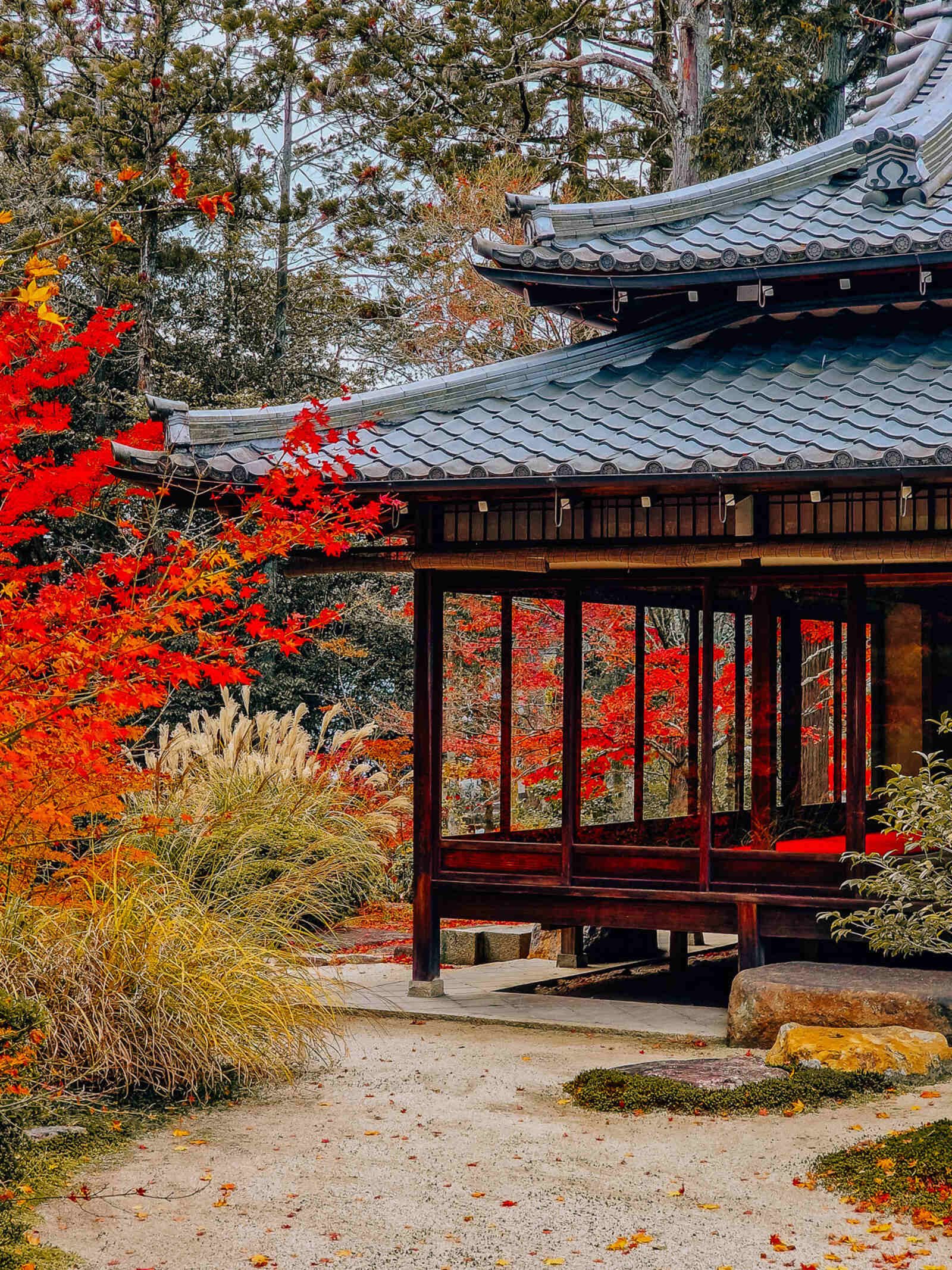 a traditional wooden japanese temple with glass walls and autumn foliage is visible all around