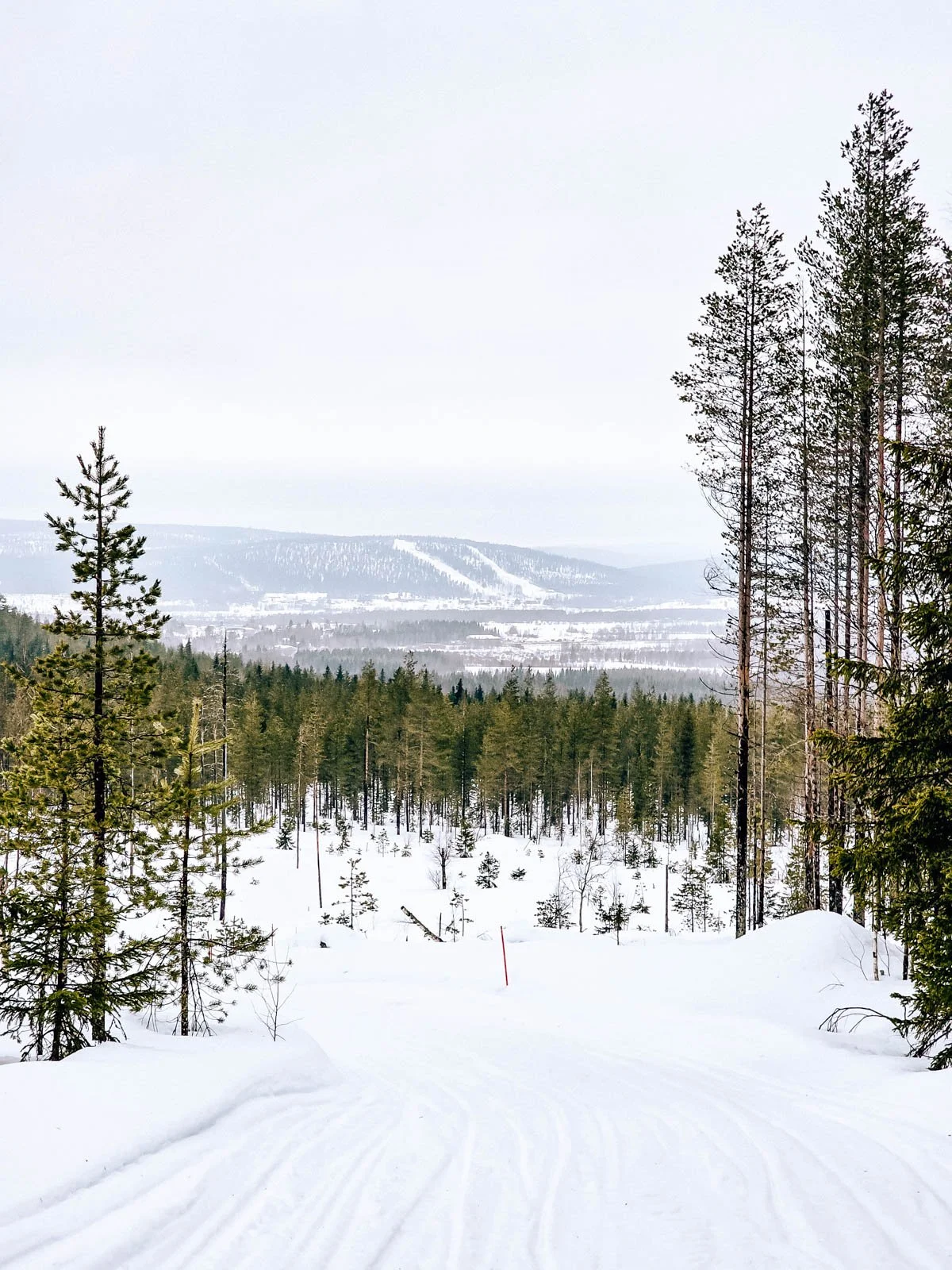 A wide snowy trail down a hill surrounded by many green pines stretching far into the distance