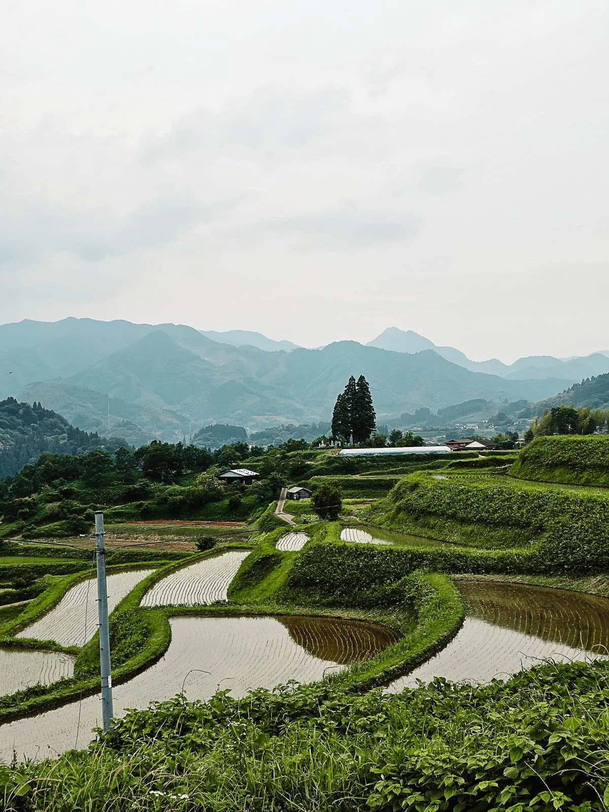lush green rice terraces filled with water
