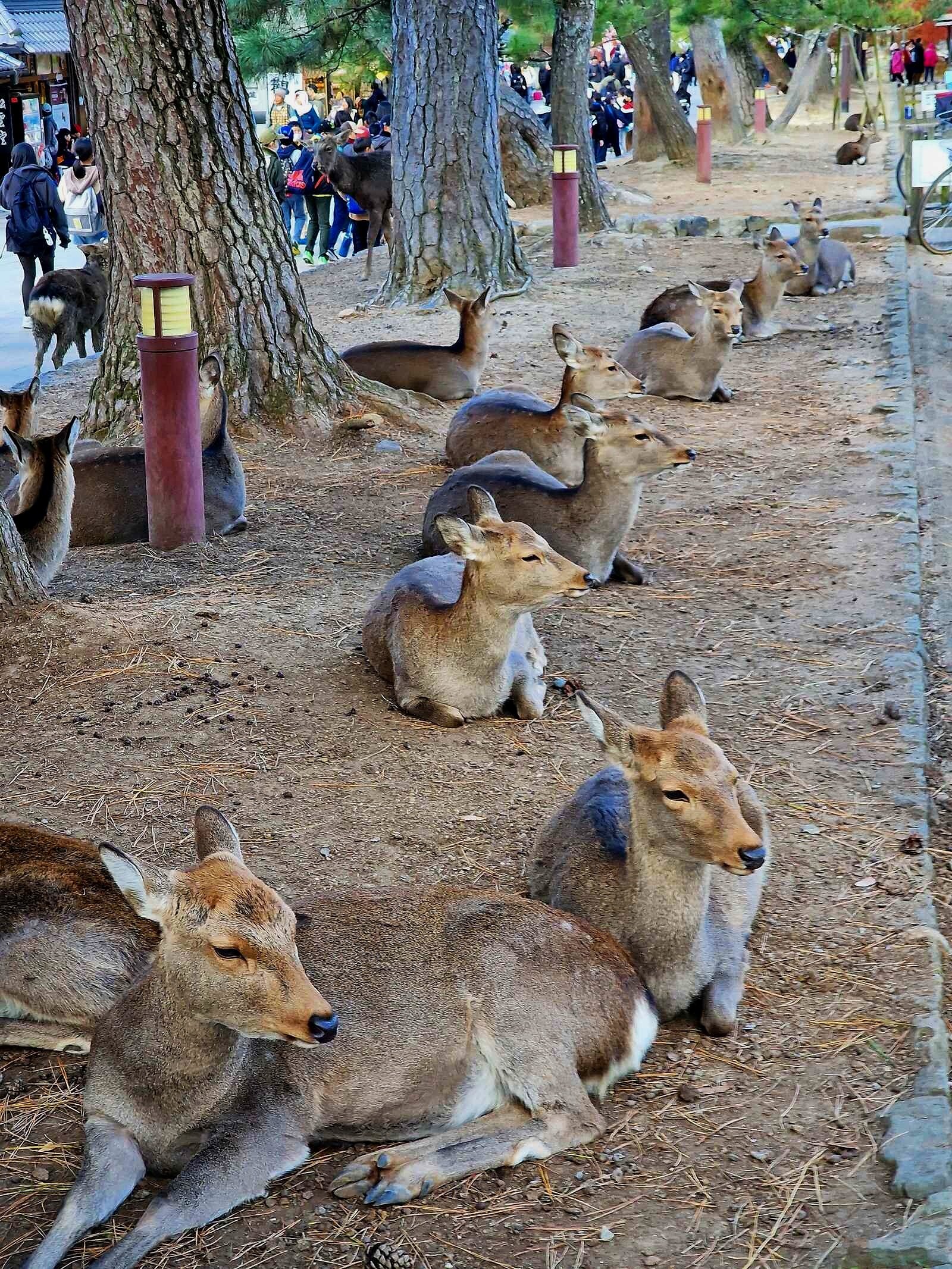 dozens of deer sitting on the grround at nara park,kyoto
