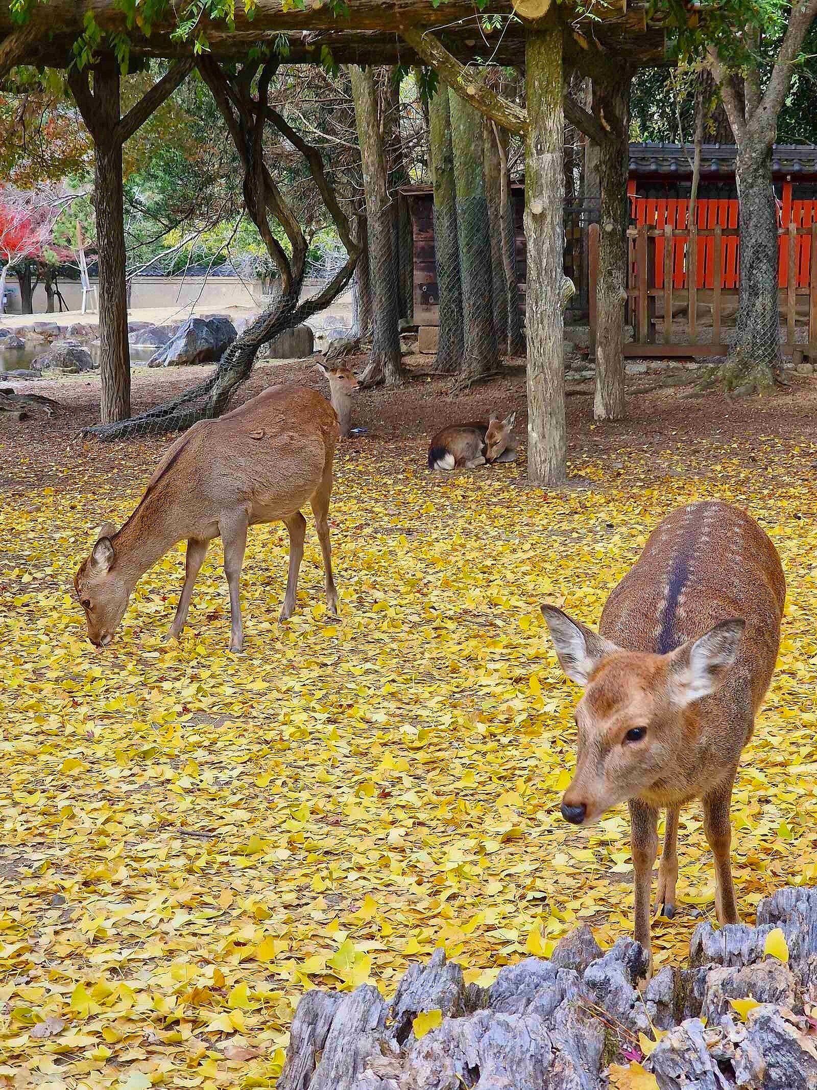 two deer standing in yellow fallen leaves