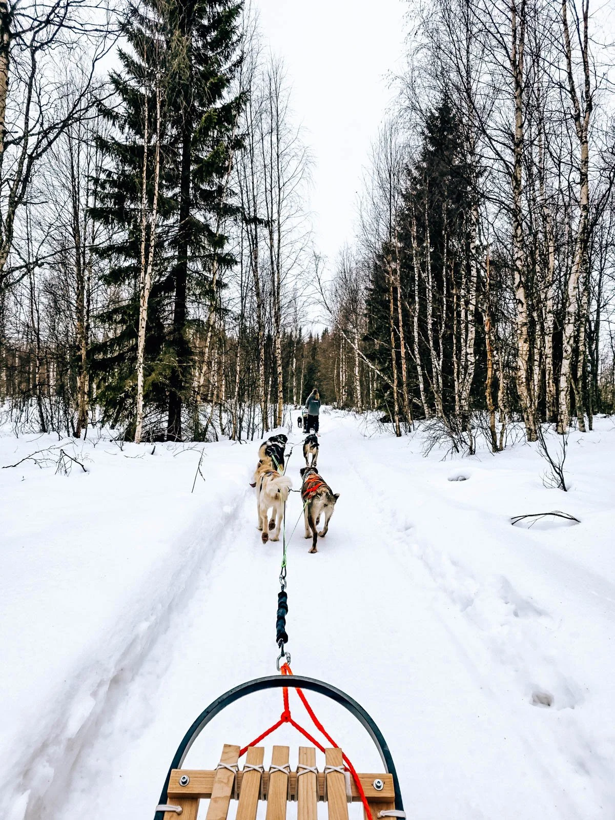 A team of husky sled dogs pulling a wooden sled down a snowy trail surrounded by trees in Finnish Lapland