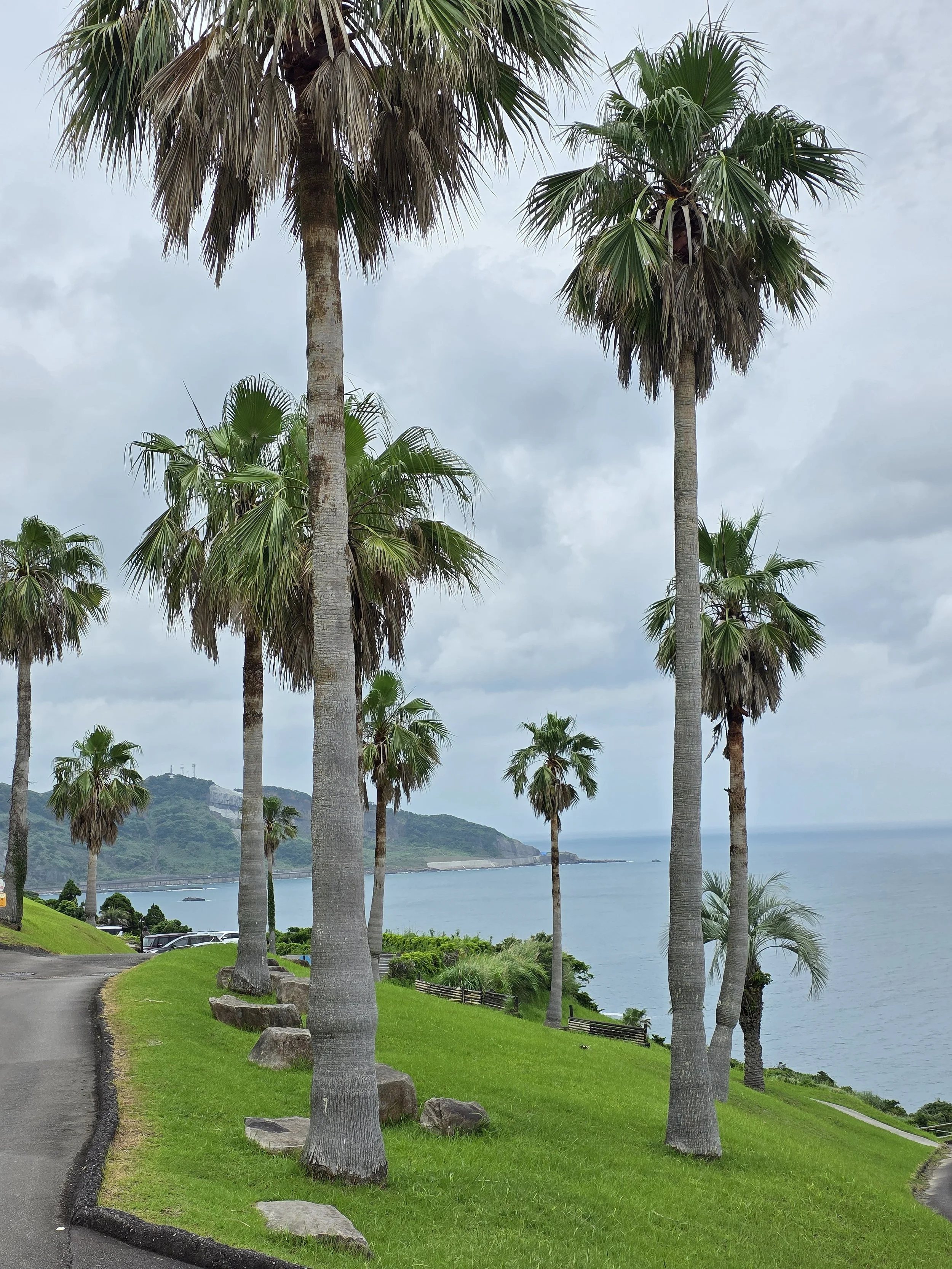 A very neat lwn with 8 palm trees dottted around and the coastline and sea visible in the distance