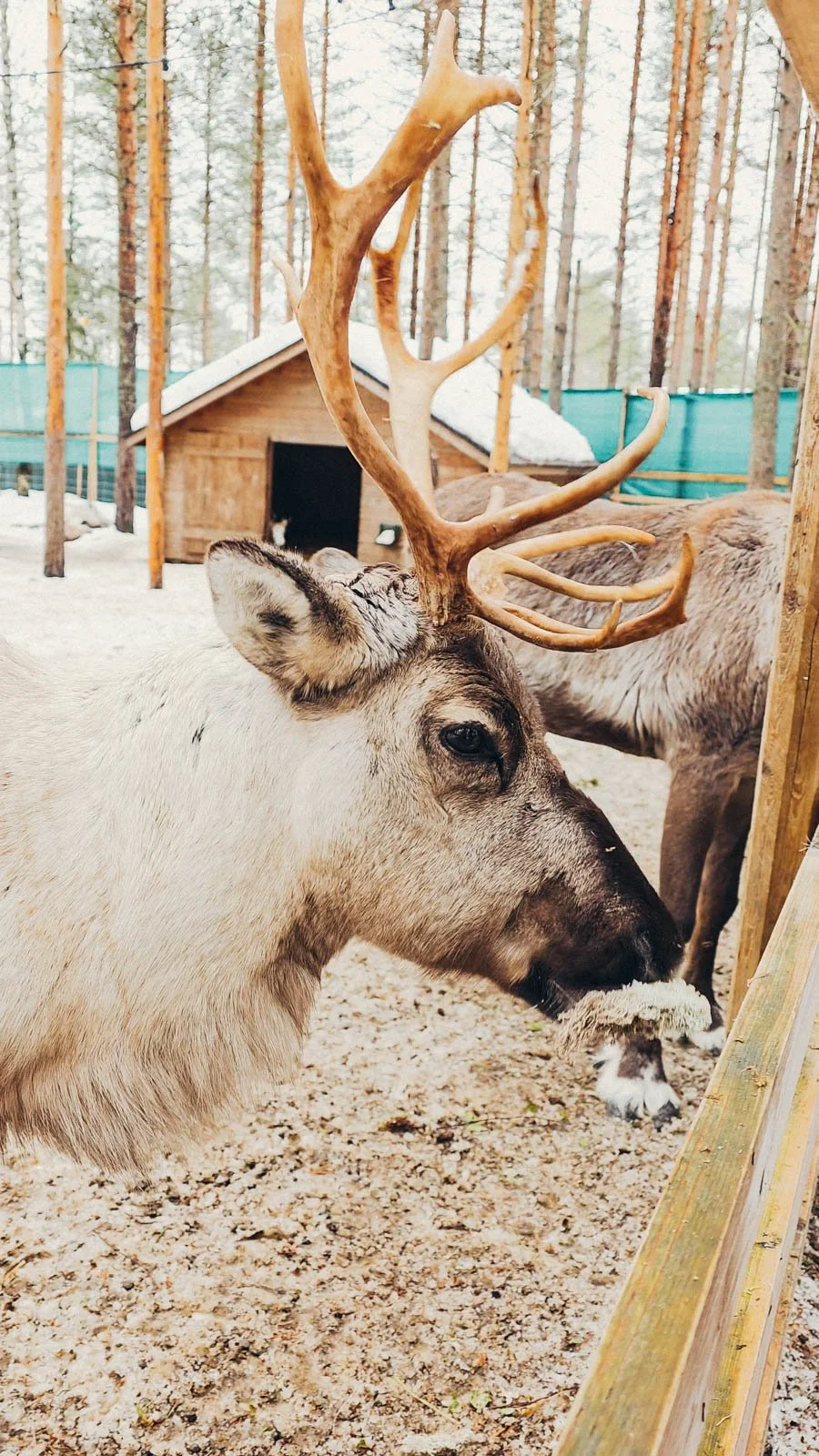 A large reindeer with antlers eatting moss in a wooden fenced enclosure