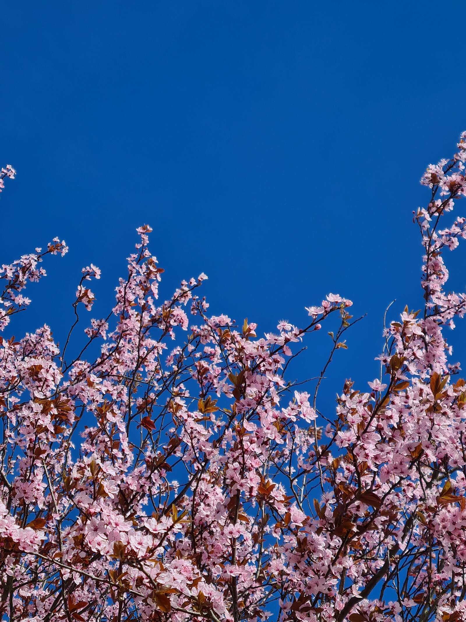 pink cherry blossoms on a tree with blue sky behind