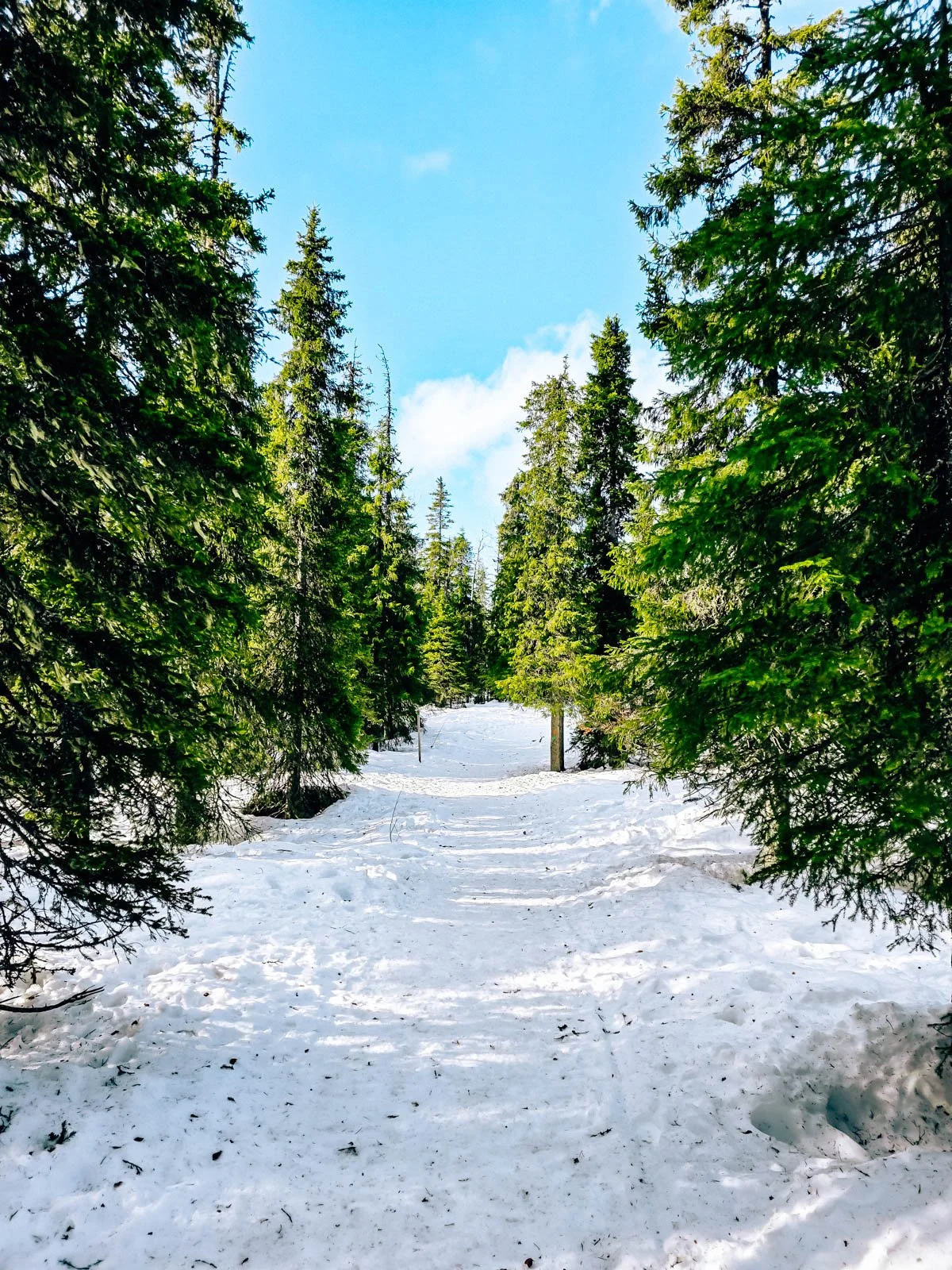 A snowy trail with green pine trees on both sides of the trail