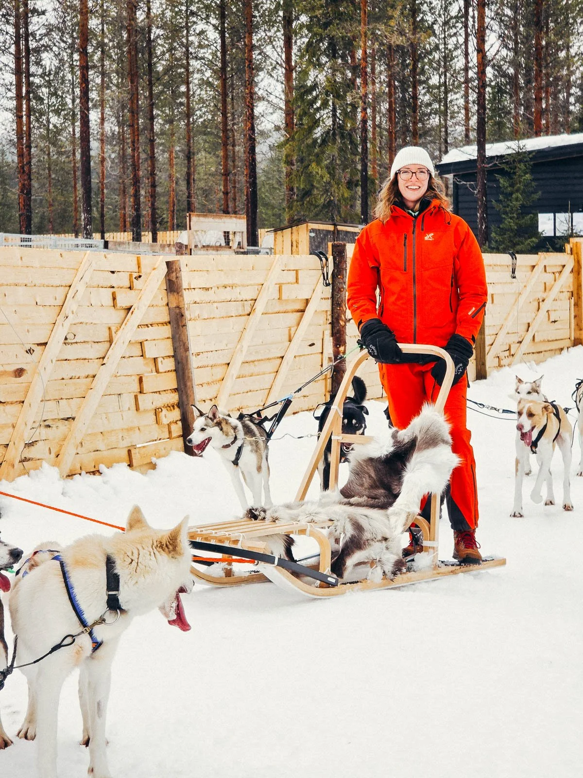 Helena in red standing on a wooden husky sled surrounded by huskies in the snow. A large wooden fence is in the background
