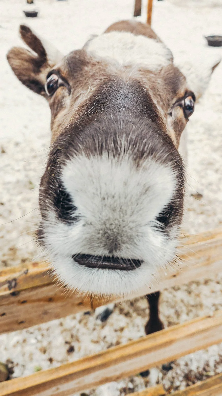 A close up of a reindeers white and brown furry head with his nose close to the camera and a wooden fence below