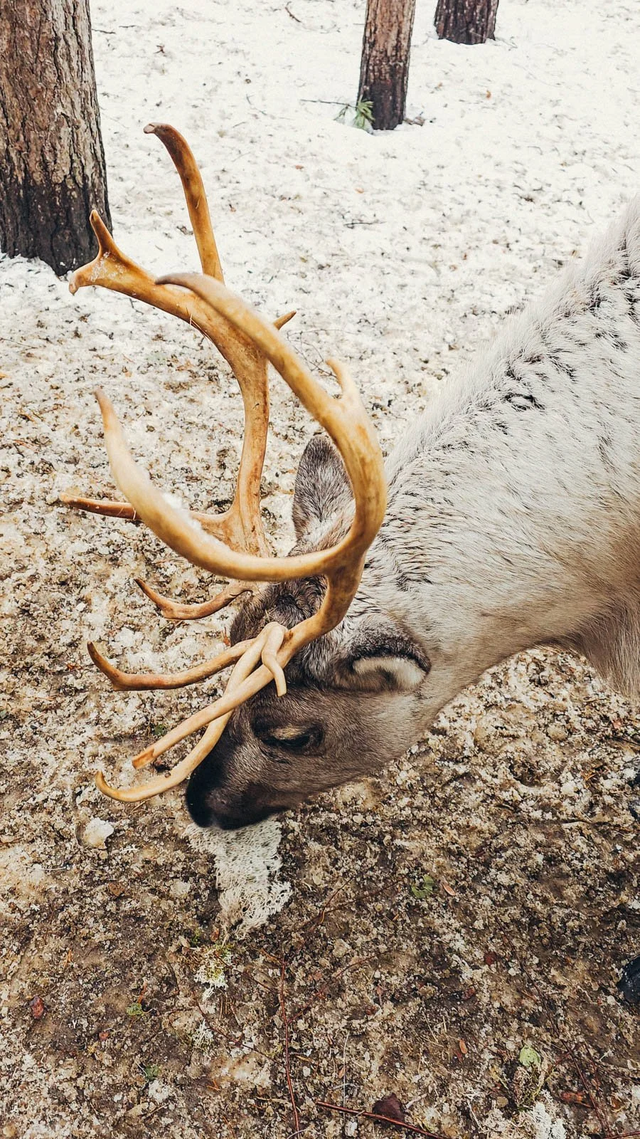 A large reindeer with antlers bending down eating moss off the ground at Santa Claus Village in Rovaniemi