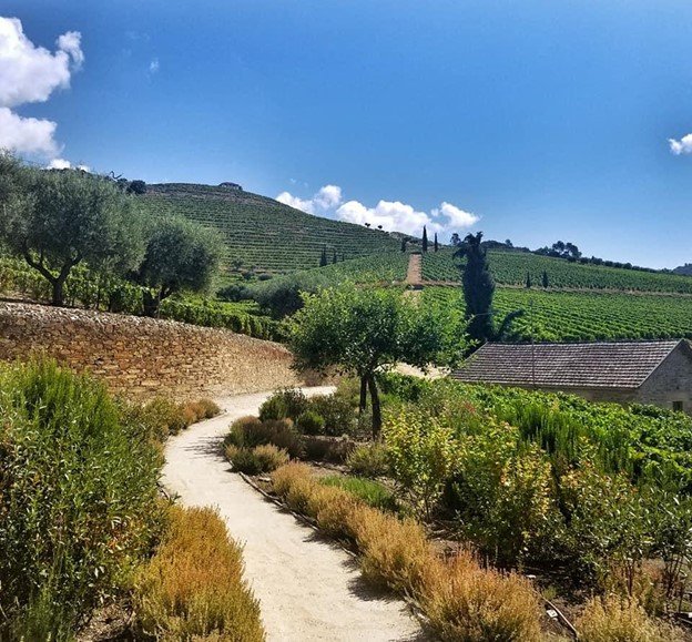 Douro Valley vineyard