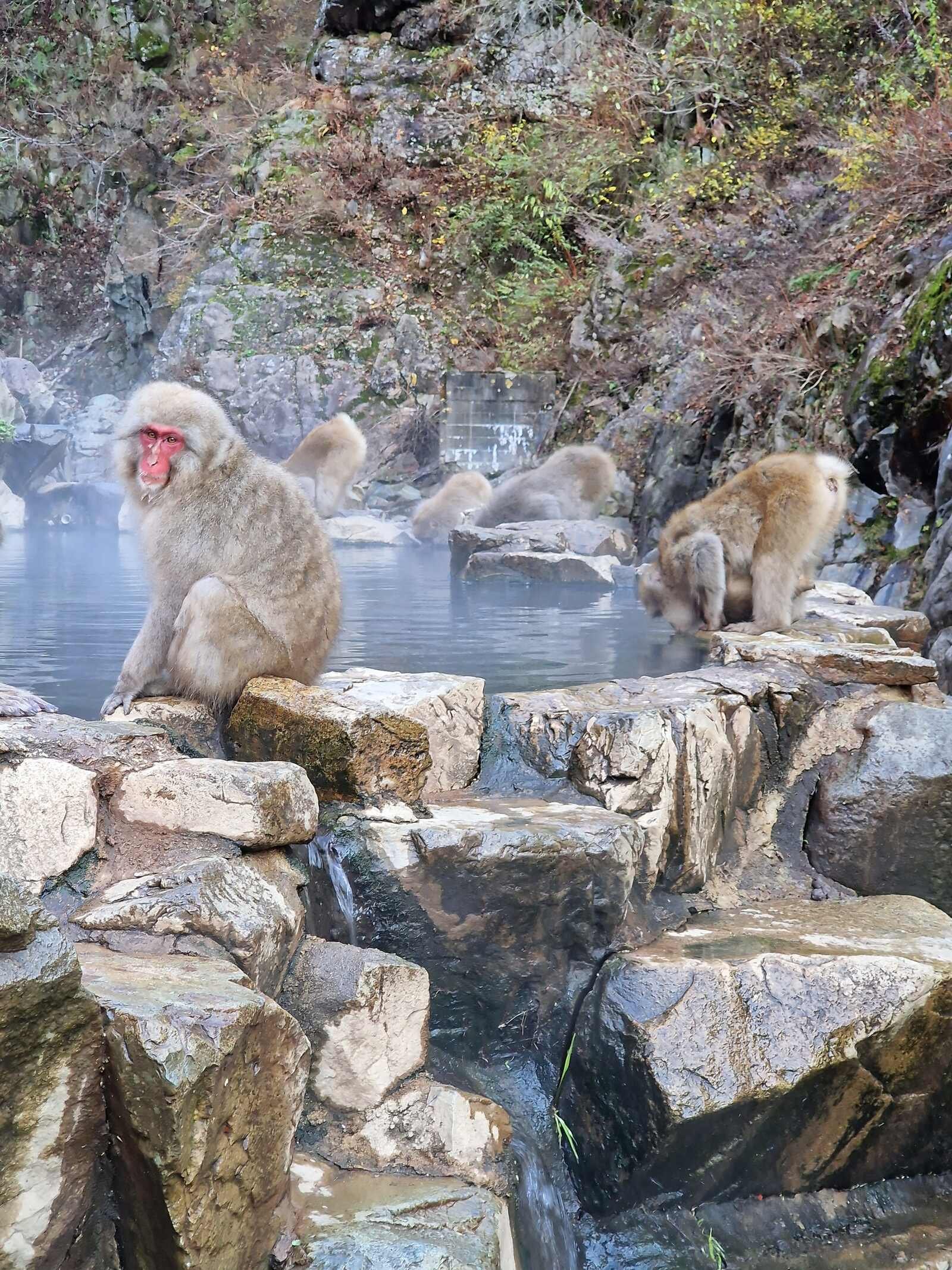 a hot spring pool surrounded by rocks with dozens of fluffy Japanese snow monkeys sitting on the rocks or in the pool. Steam rising off the water