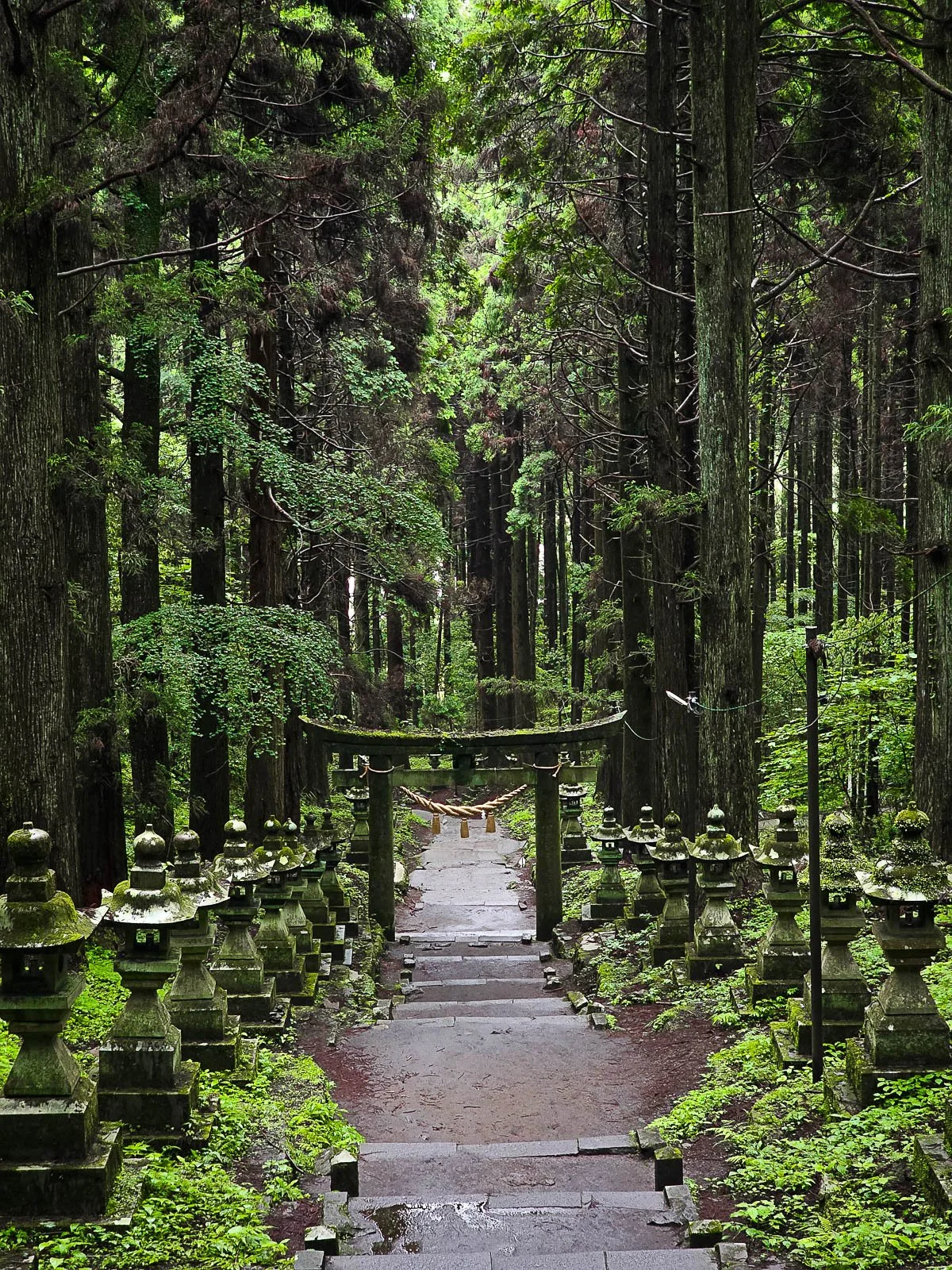 Looking down steep steps surrounded by trees in a forest, a torii gate is over the stepss and stone lanterns line either side. In a forest in Kyushu Japan