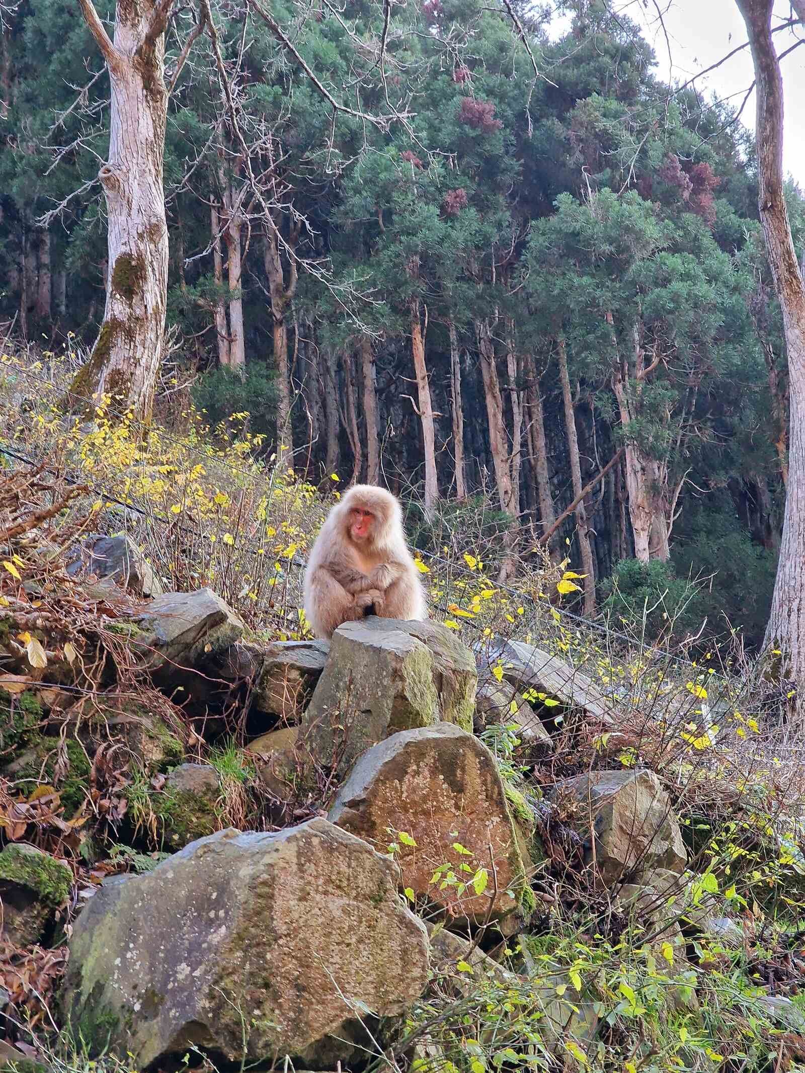 a japanese snow monkey with a red face sitting on a rock on a grassy hillside