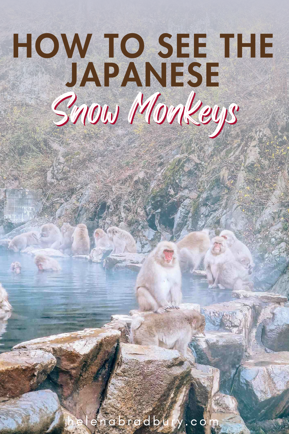 How and where to see the Japanese snow monkeys in April