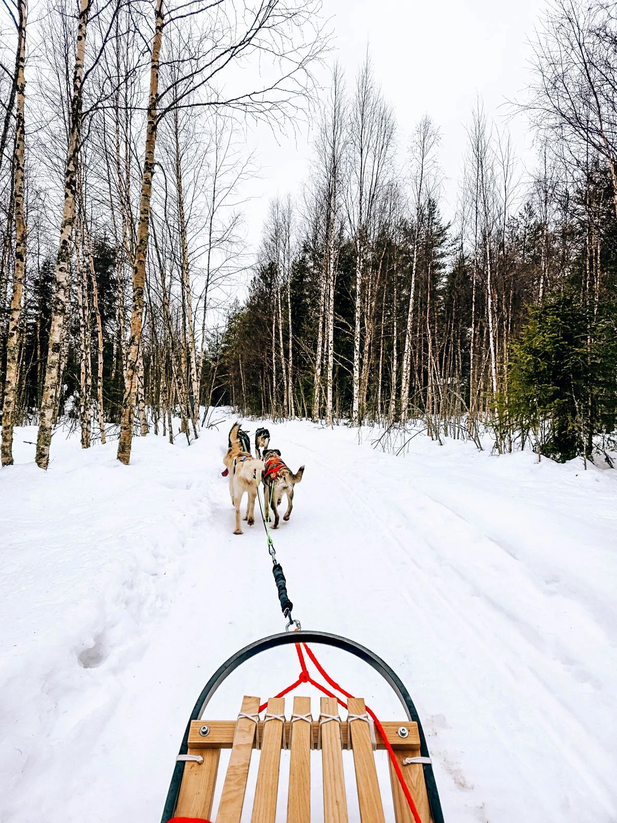 A team of huskies pulling a wooden sled down a snowy trail surrounded by trees