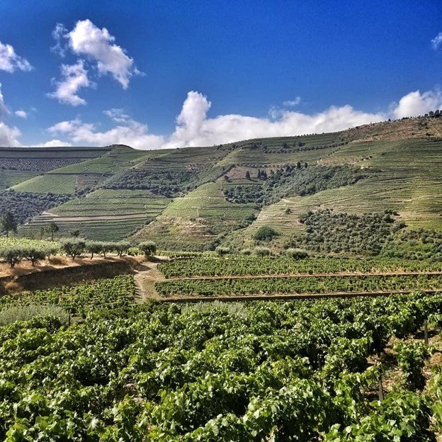 Douro Valley vineyard terraces on the hillside