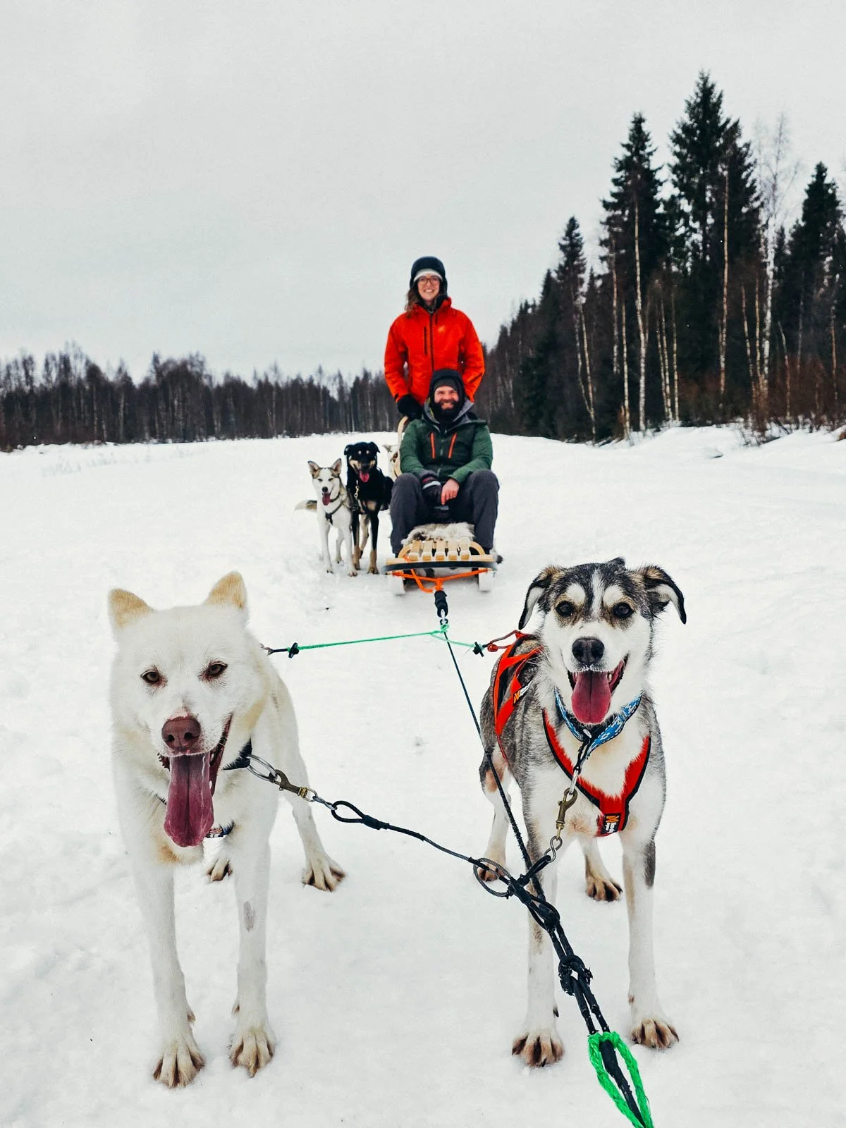 Two huskies standing in the snow close up attached to a husky sled with two people on the sled. Two more huskies are standing next to the sled