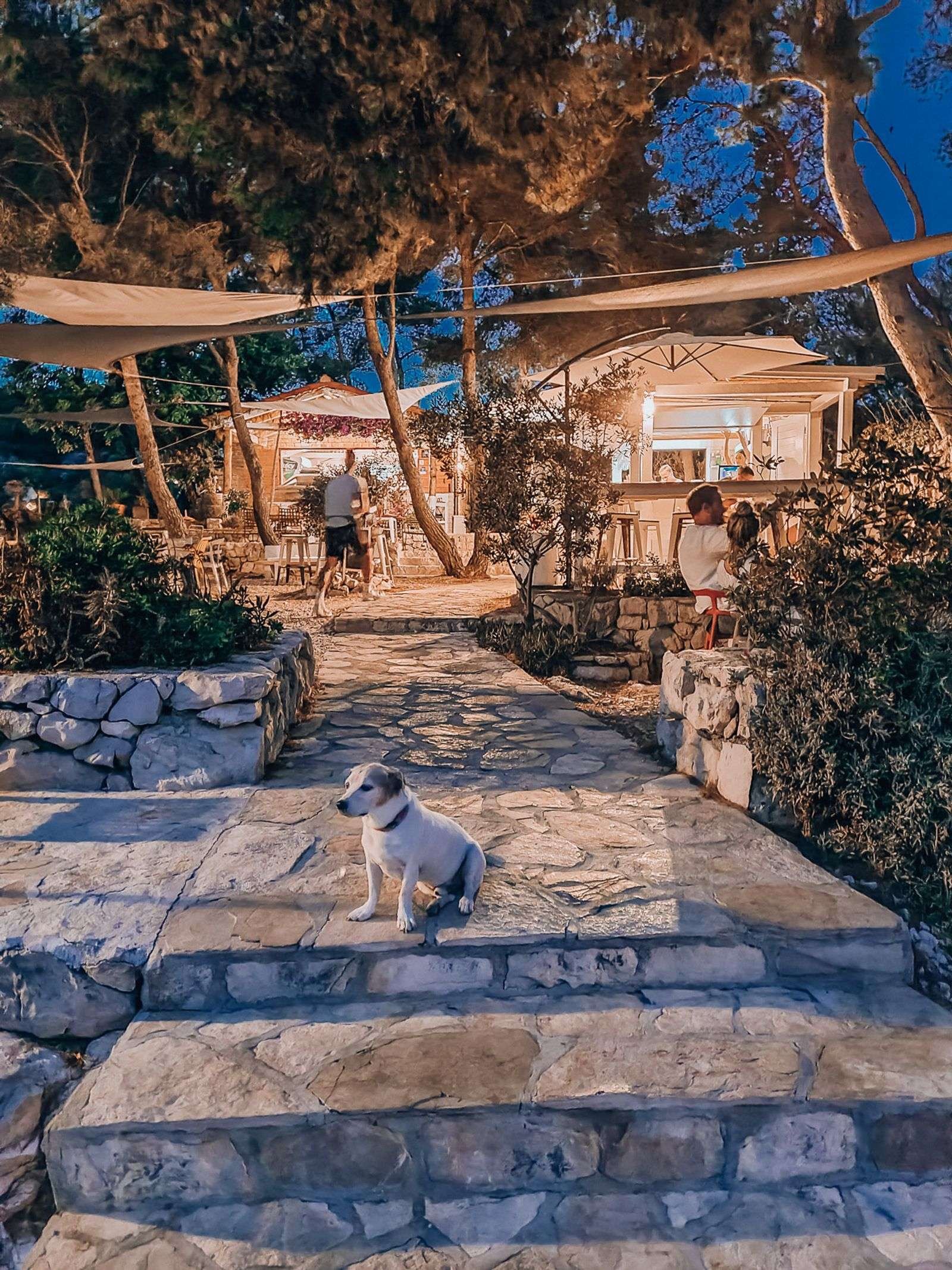 A shot at dusk of an outdoor bar area lit up with barmen in the bar and people at tables with trees dotted around. Dog sits on a stone step in the foreground