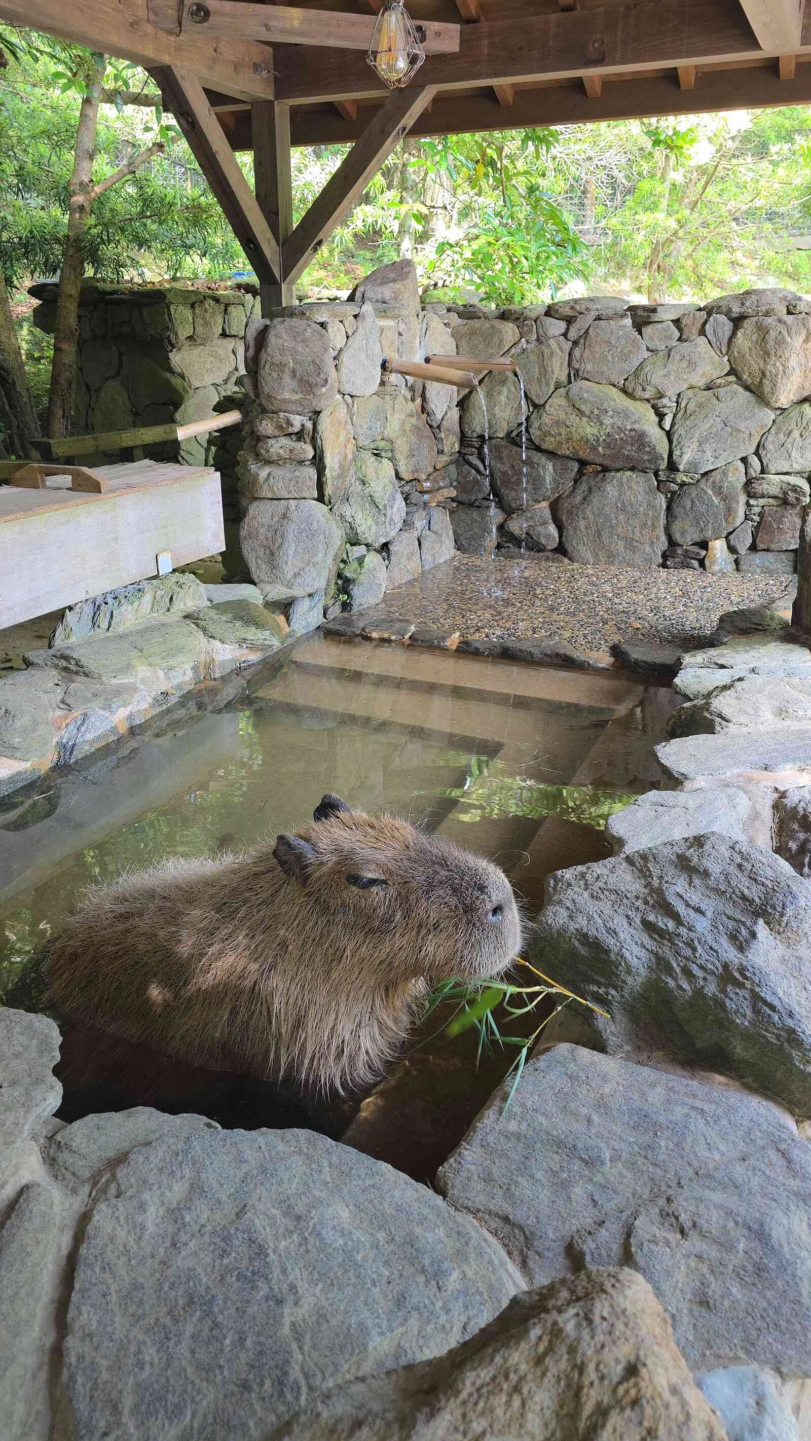 a capybara under a shelter in a hot spring stone pool eating a stick of bamboo